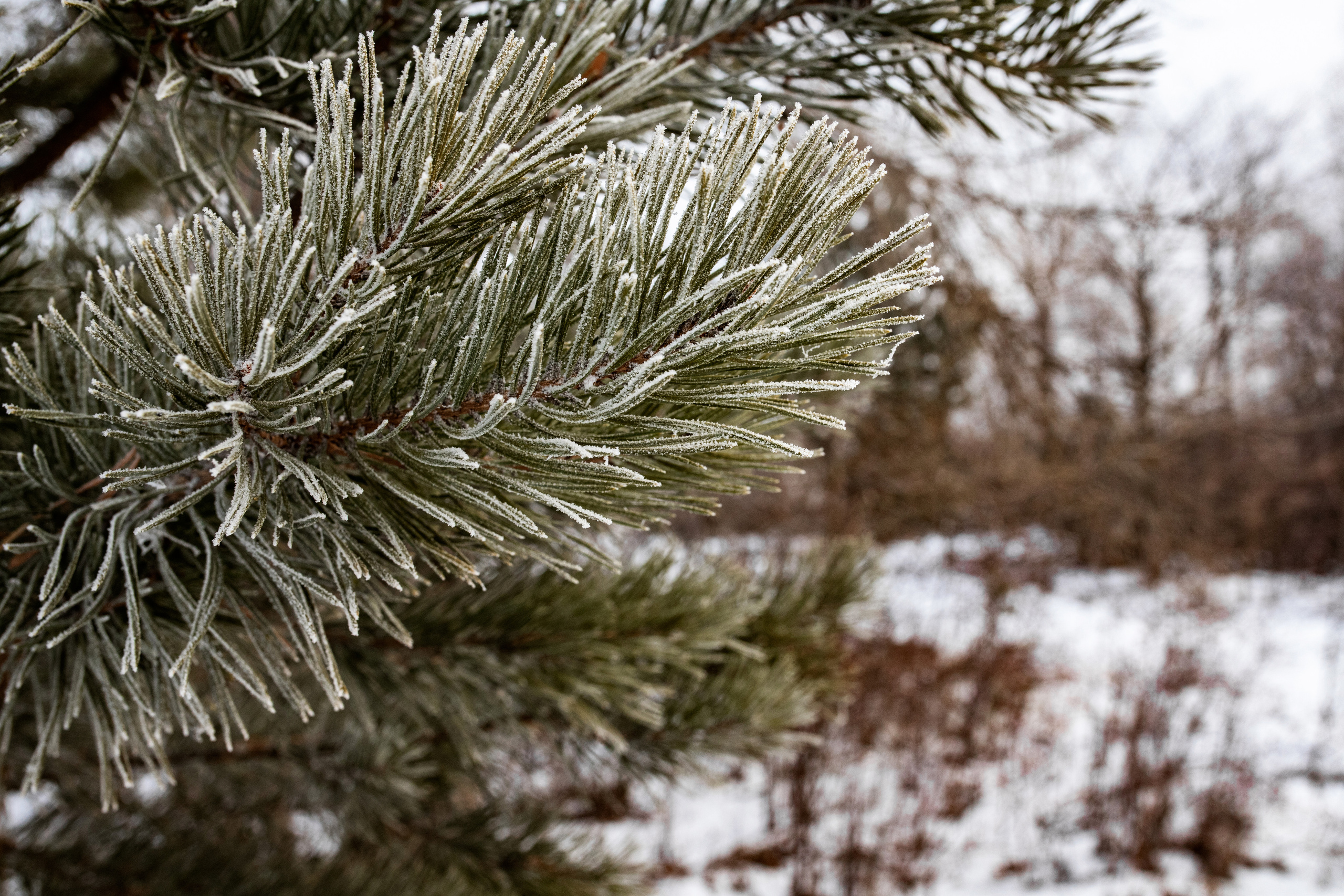 Коттеджный поселок «Лебединая Бухта». Усть-Качка. Декабрь 2021. Фотограф Пермь. Свадьбы. Семья и дети, школа, д. сад. Фотокниги