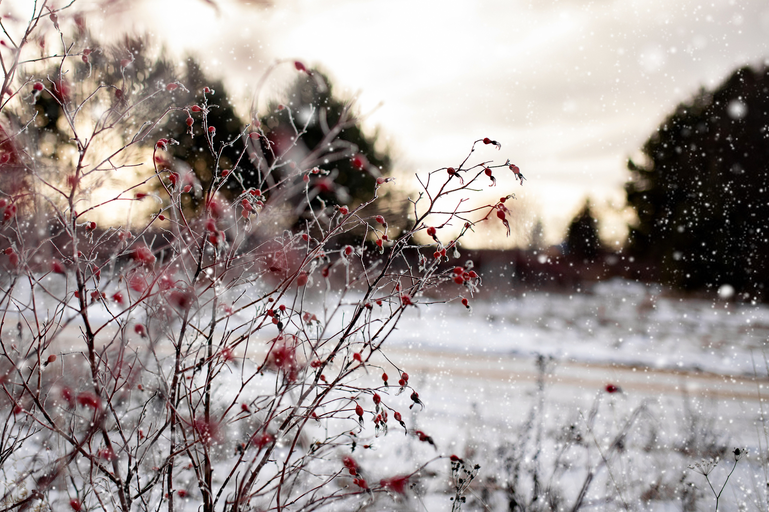 Коттеджный поселок «Лебединая Бухта». Усть-Качка. Декабрь 2021. Фотограф Пермь. Свадьбы. Семья и дети, школа, д. сад. Фотокниги