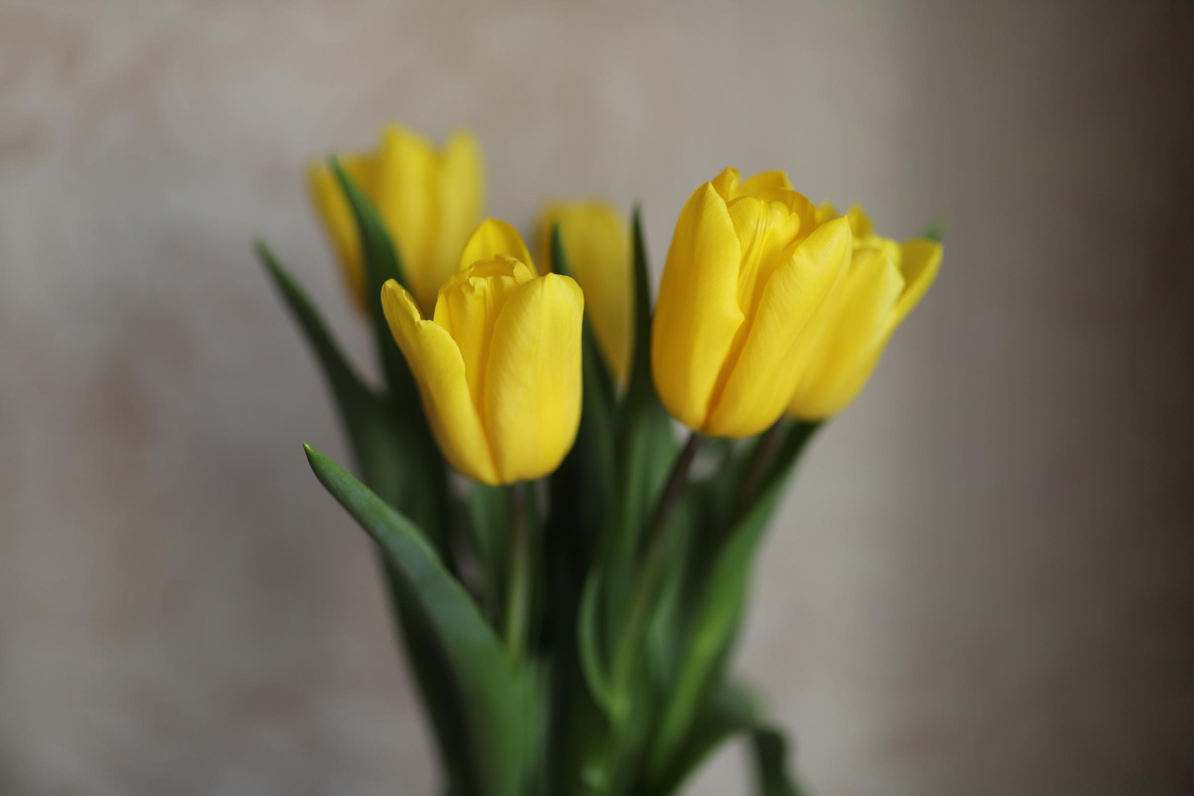 Цветы. Фотограф Пермь. Свадьбы. Семья и дети, школа, д. сад. Фотокниги