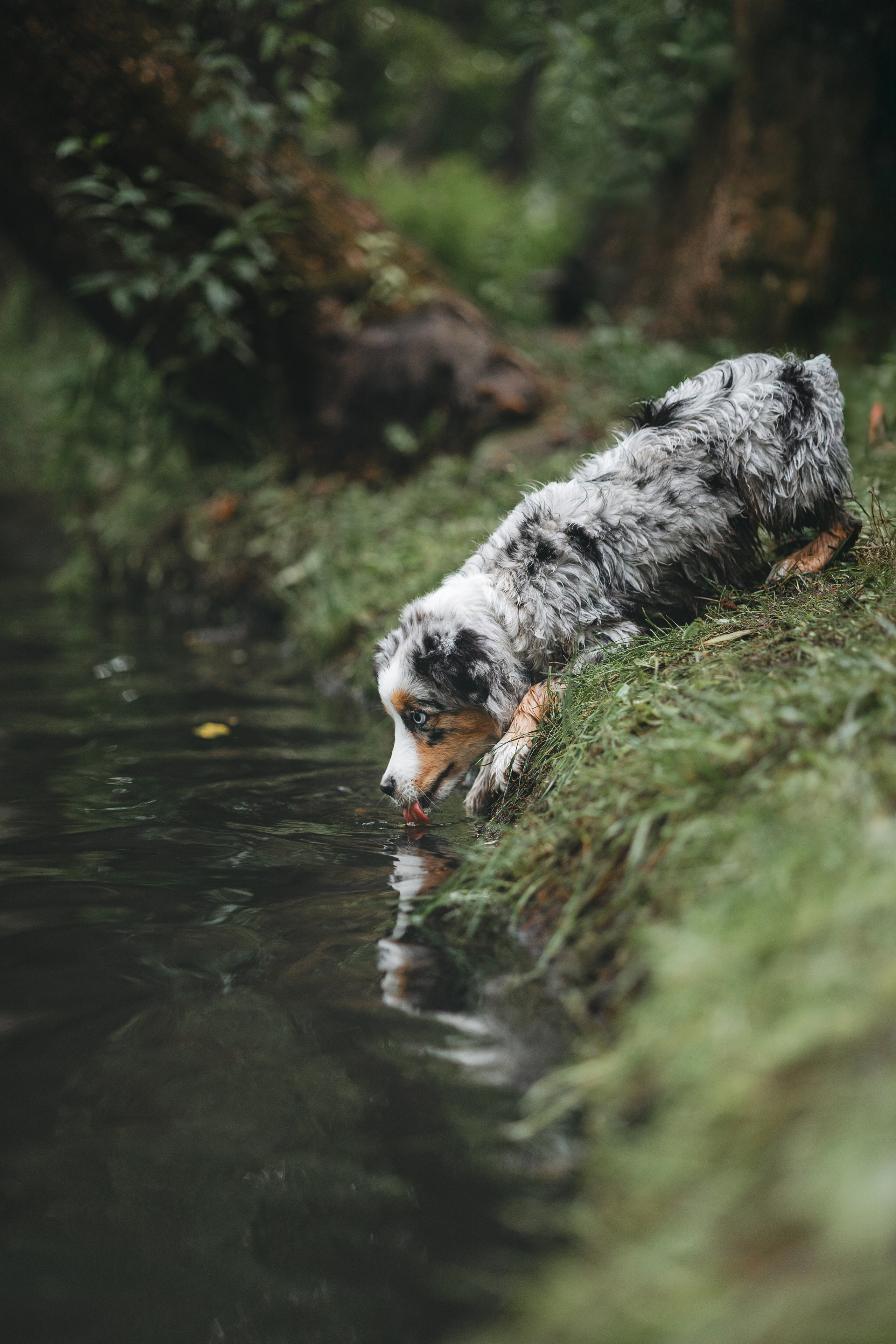 Щенок Австралийской овчарки. Фотограф Анималист в Москве Анастасия Жучкова