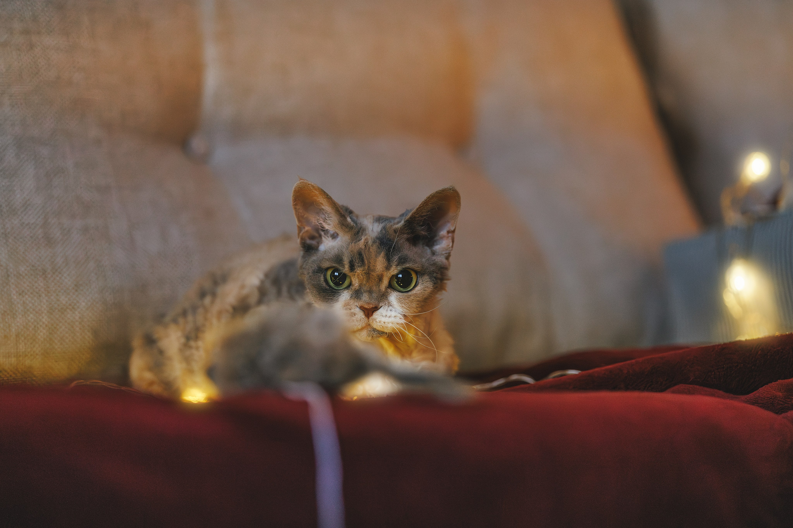 Домашняя новогодняя. Фотограф Анималист в Москве Анастасия Жучкова