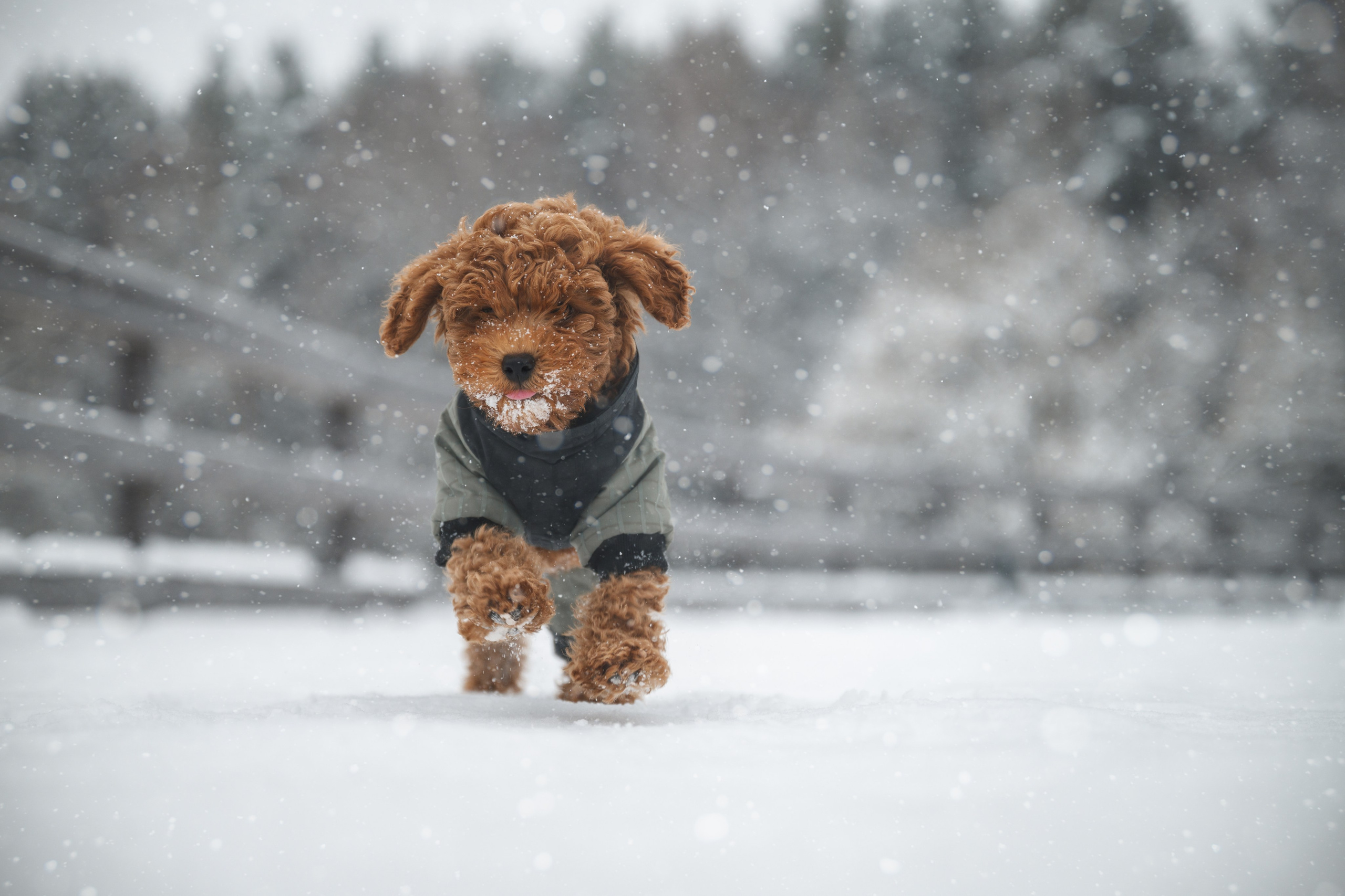 Щенок пуделя. Фотограф Анималист в Москве Анастасия Жучкова