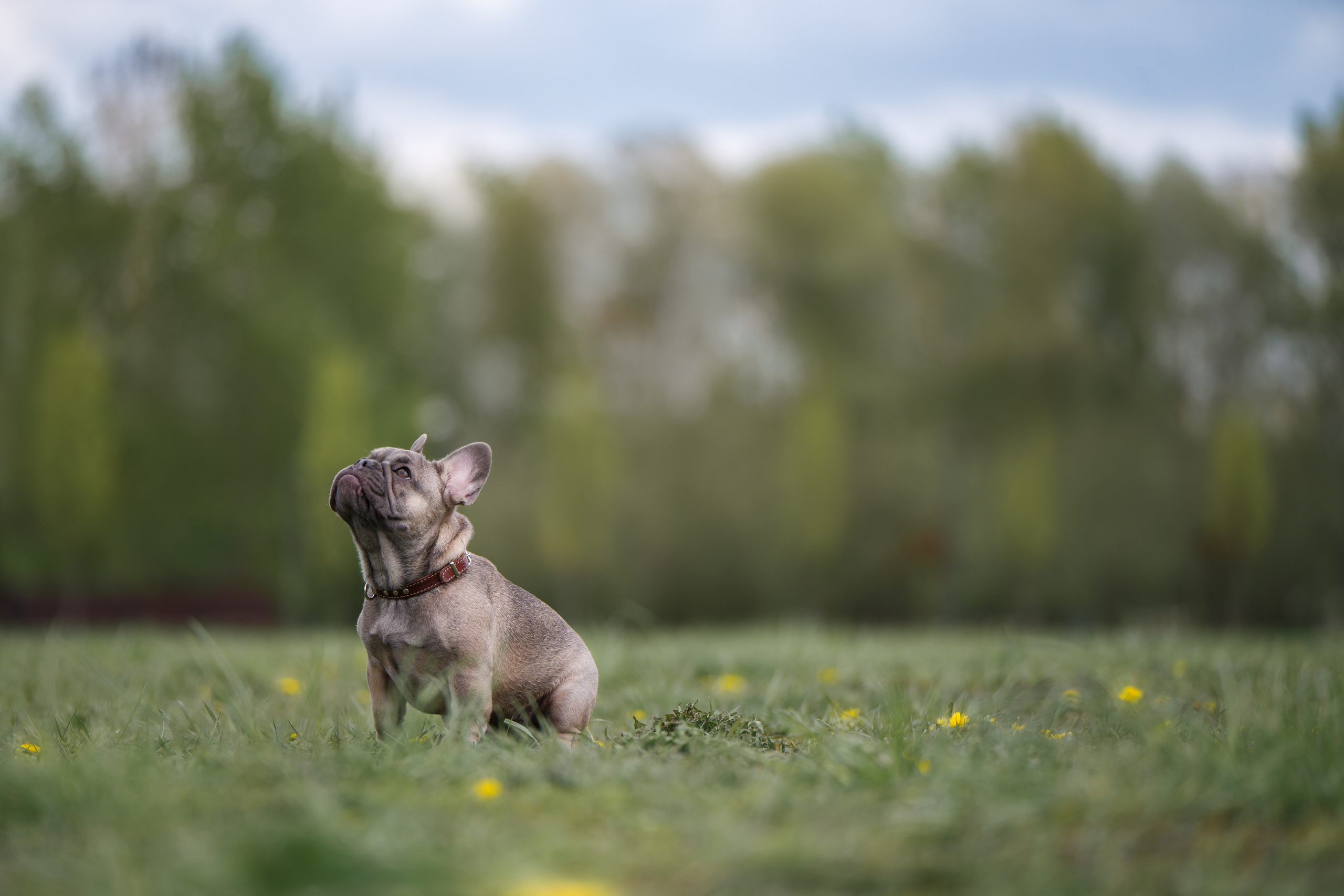 Щенок Французского бульдога. Фотограф Анималист в Москве Анастасия Жучкова