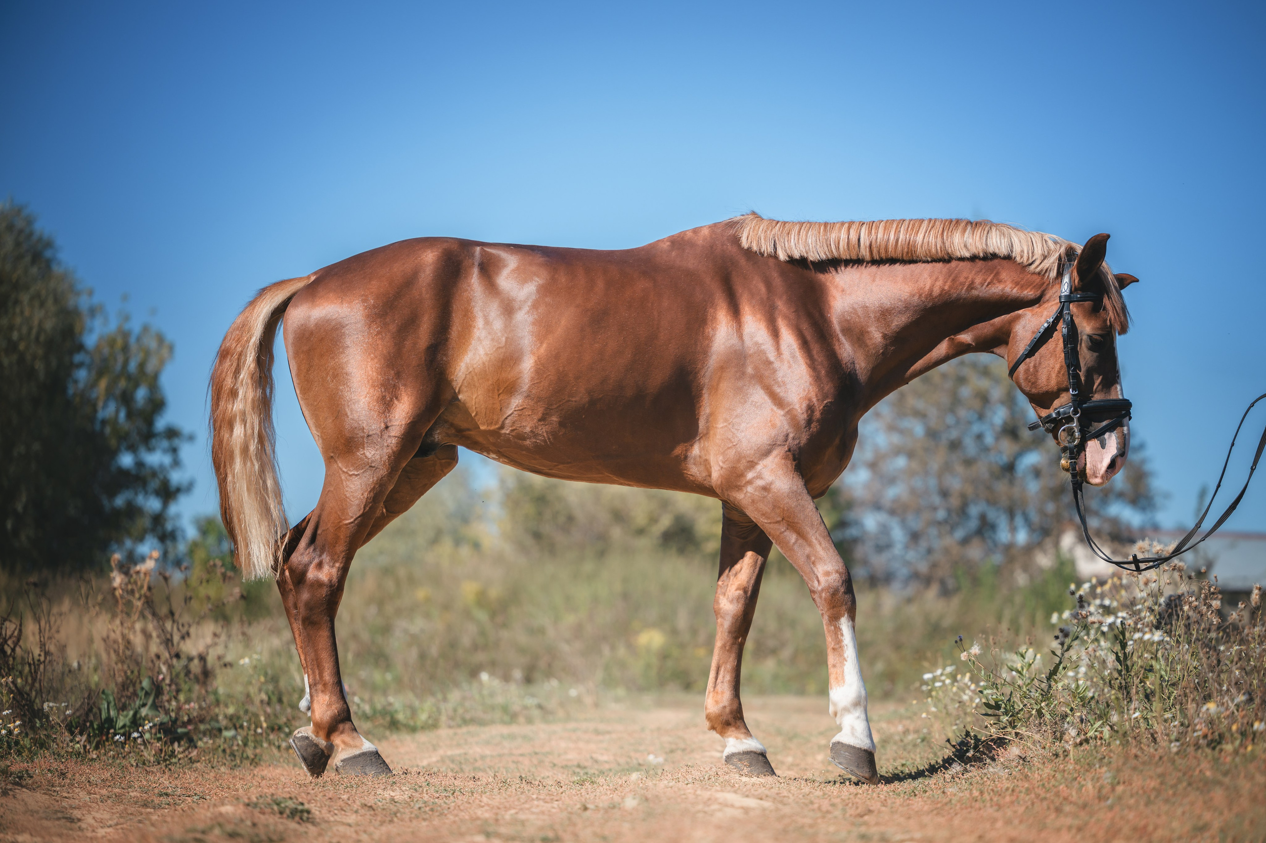 Виктория и Лео. Фотограф Анималист в Москве Анастасия Жучкова