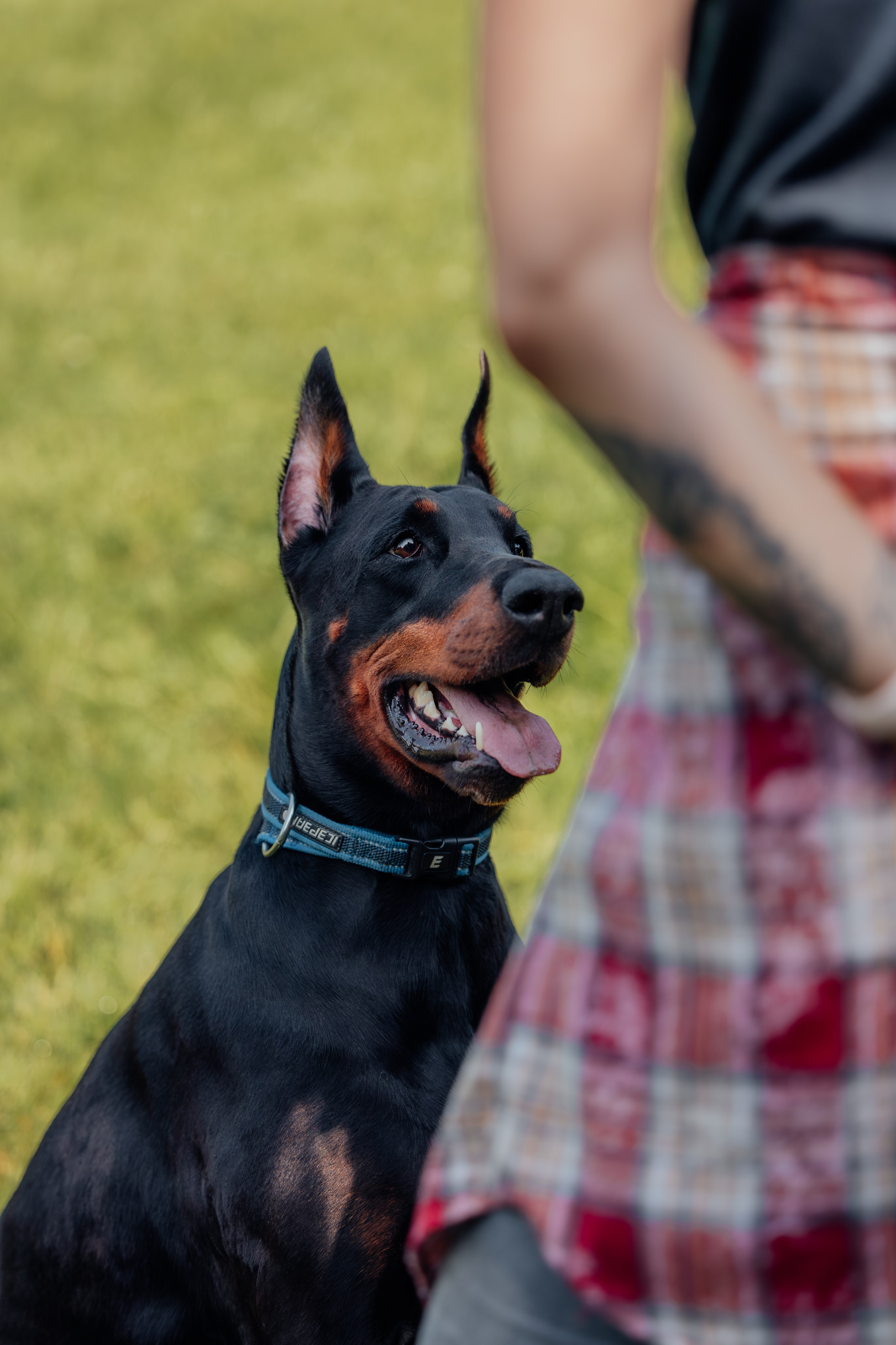 Доберман Айза. Фотограф Анималист в Москве Анастасия Жучкова