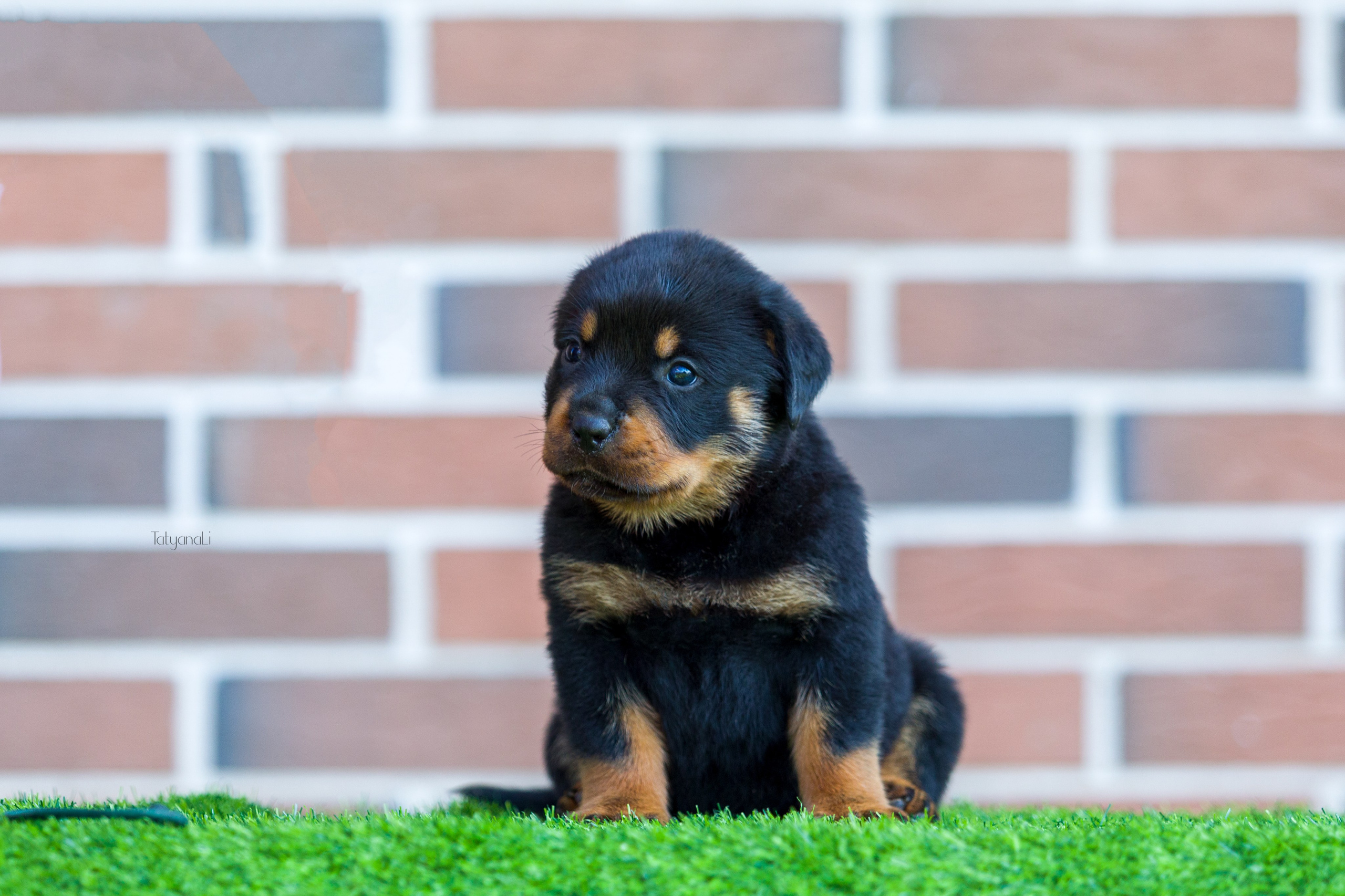 Ротвейлер. Фотограф — анималист Татьяна Ли
