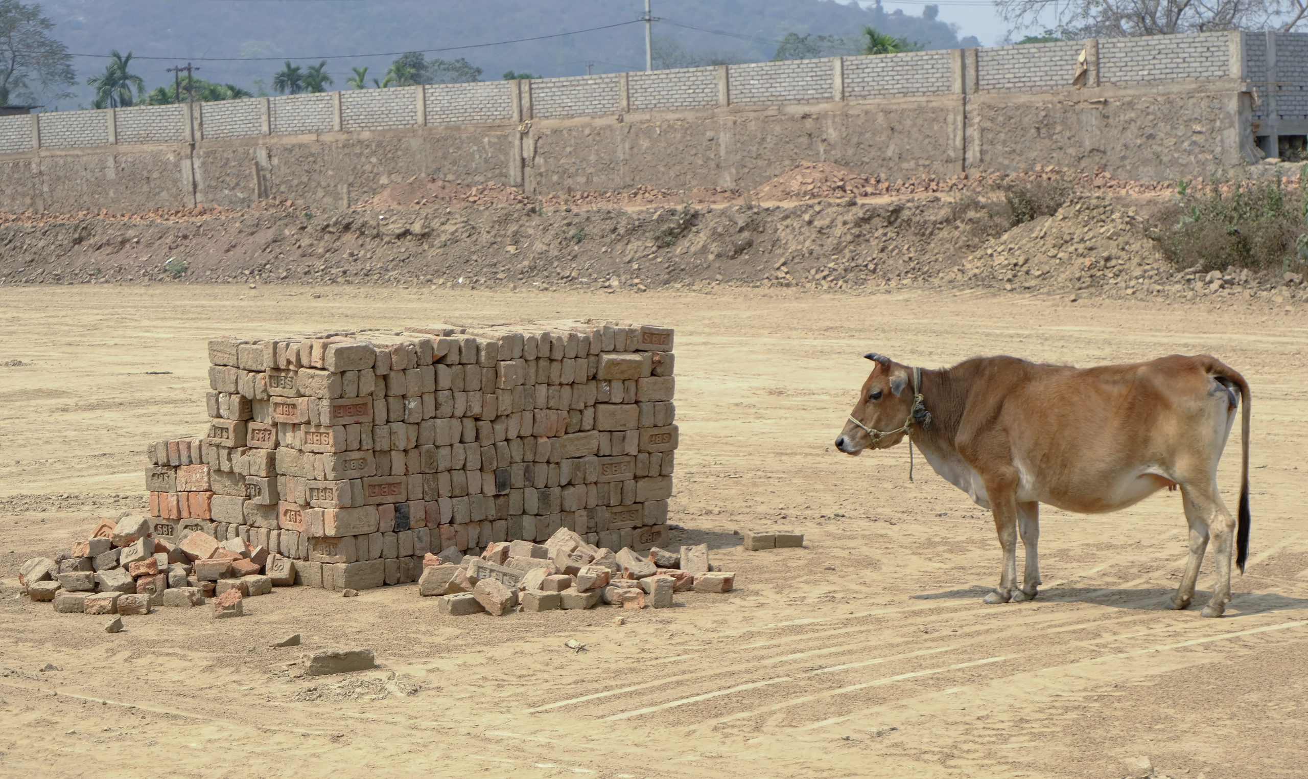 Индия штат Ассам день 2-й. Фотографии из путешествий