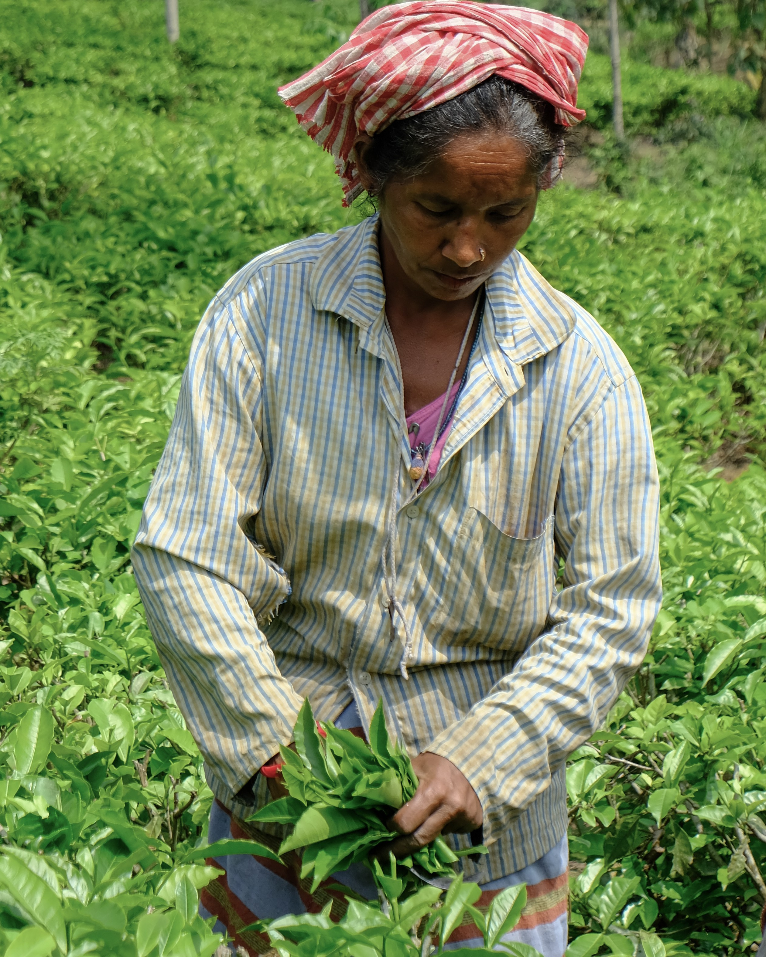 Ассам и Казиранга. Фотографии из путешествий