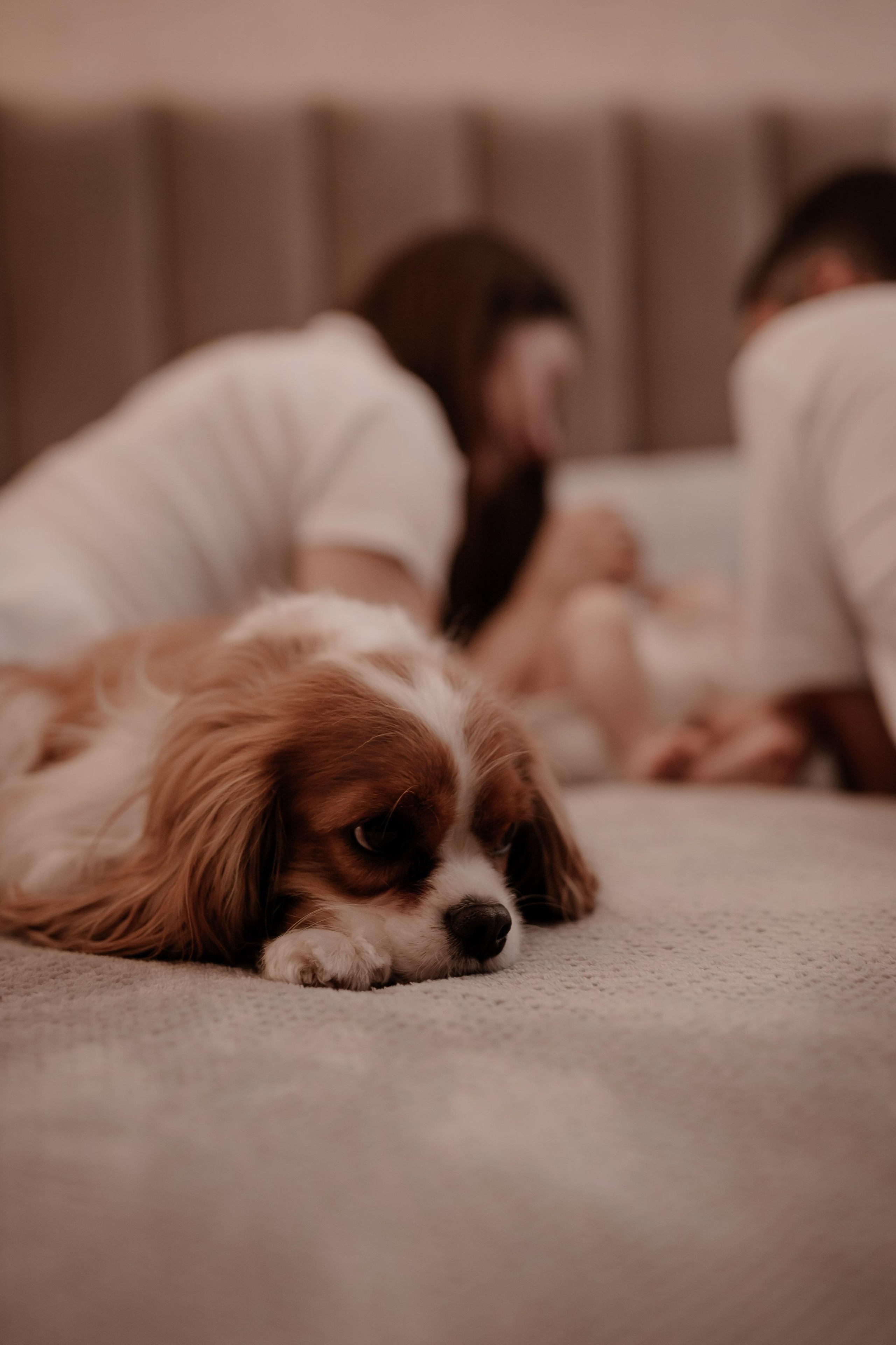 Family at home. Фотограф и ретушер. (Армения/Россия)