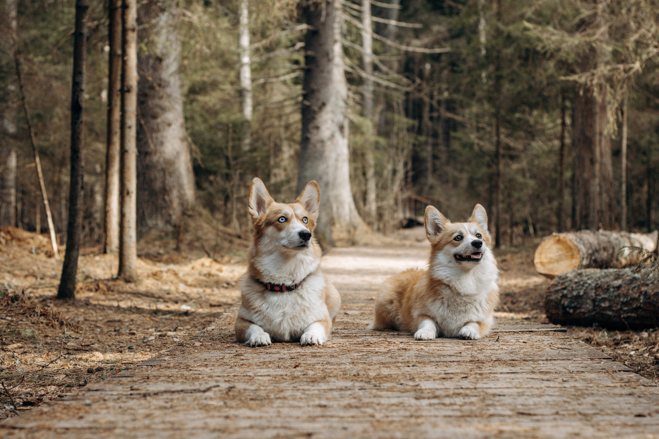 Фотограф-анималист в Санкт-Петербурге