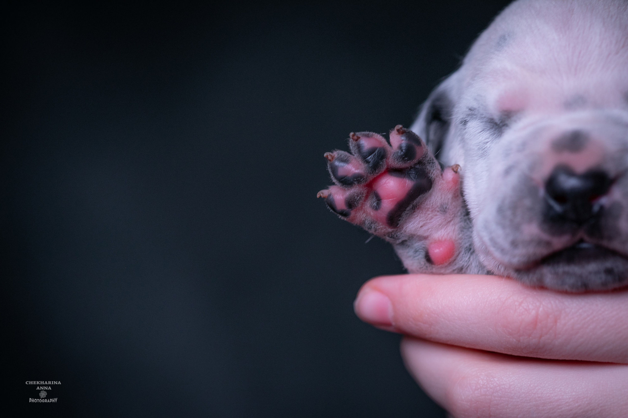 Анималистика. Профессиональный фотограф Чехарина Анна / pro photographer Chekharina