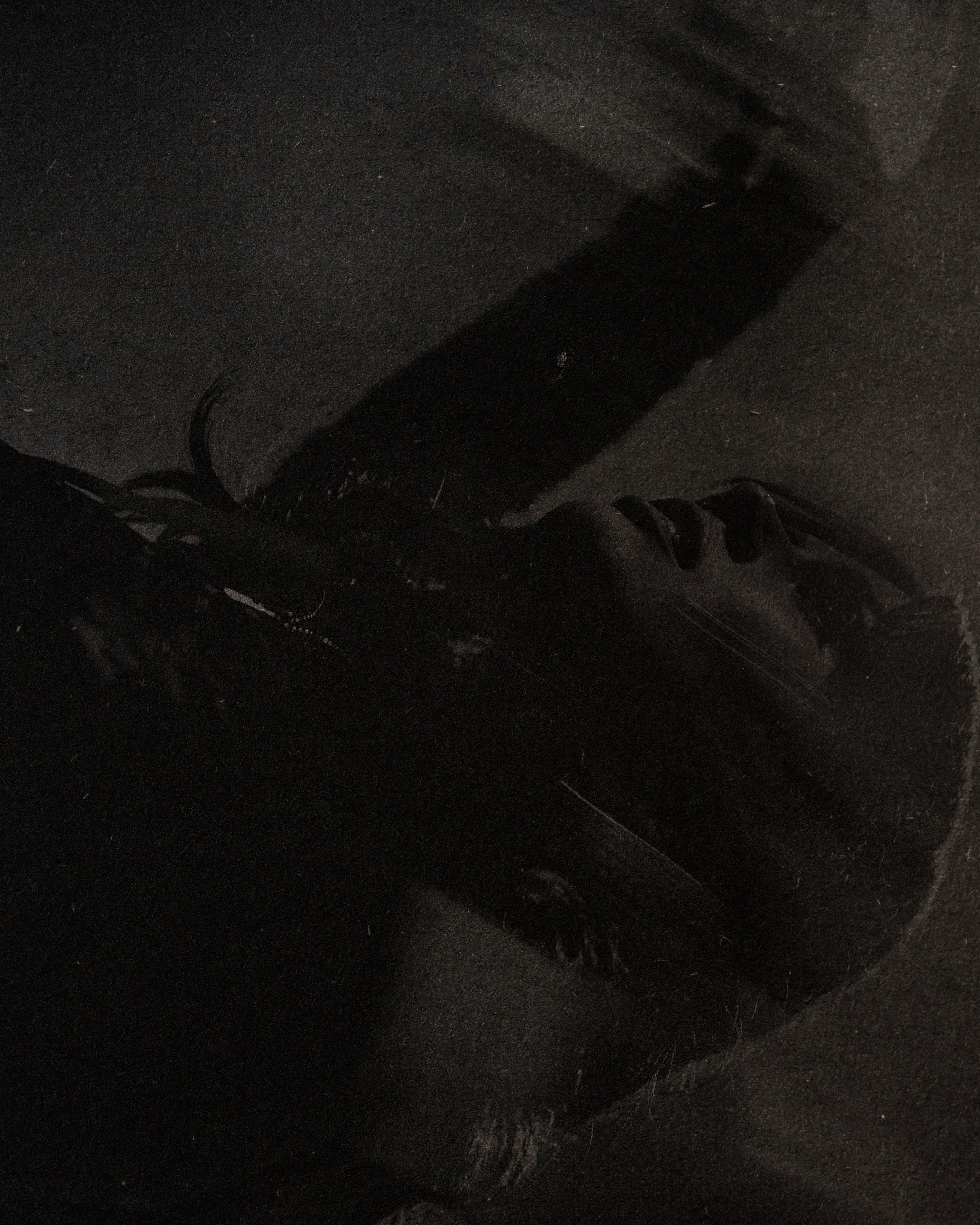 Cream Soda. Фотограф Rockeroleg