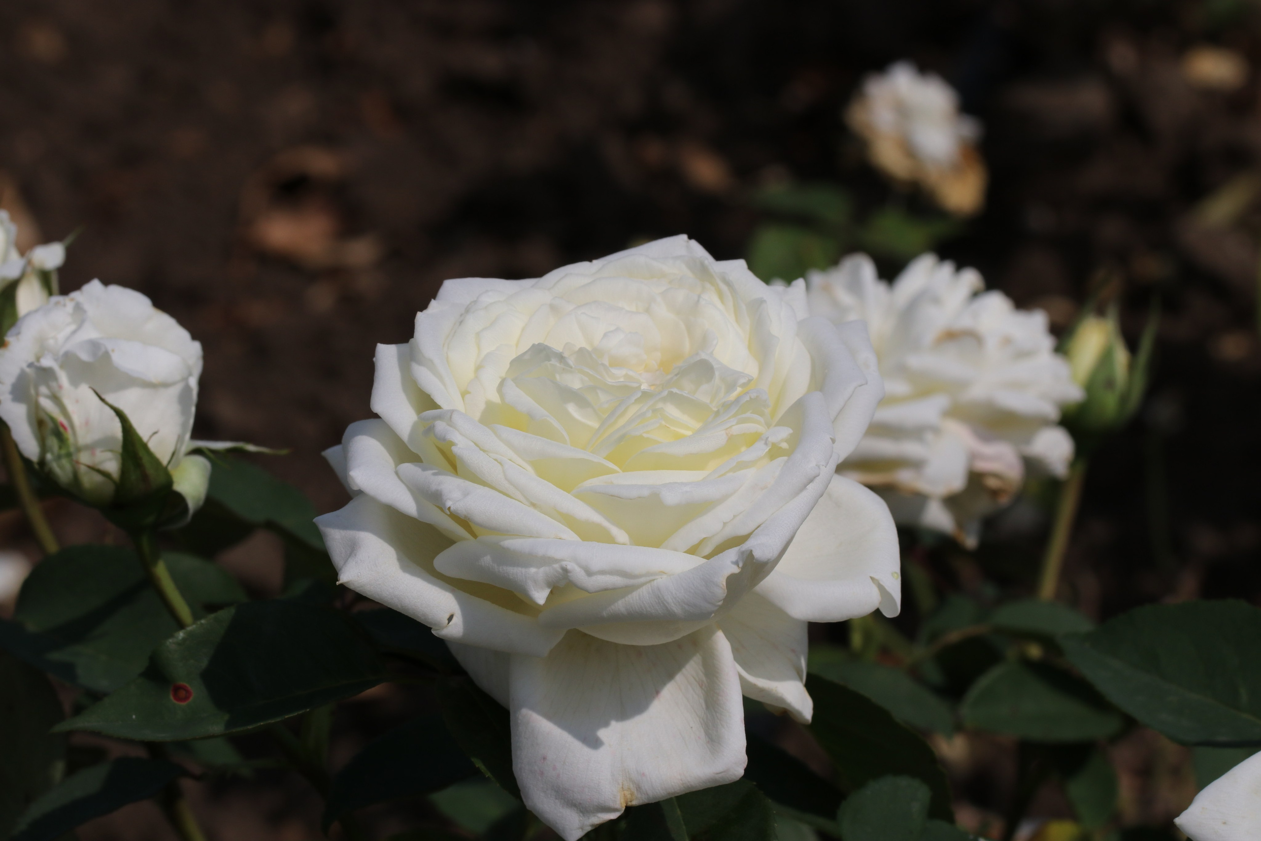 Долина роз в Кисловодске. Фото-художник и Репортажный фотограф Николаев Александр Алексеевич