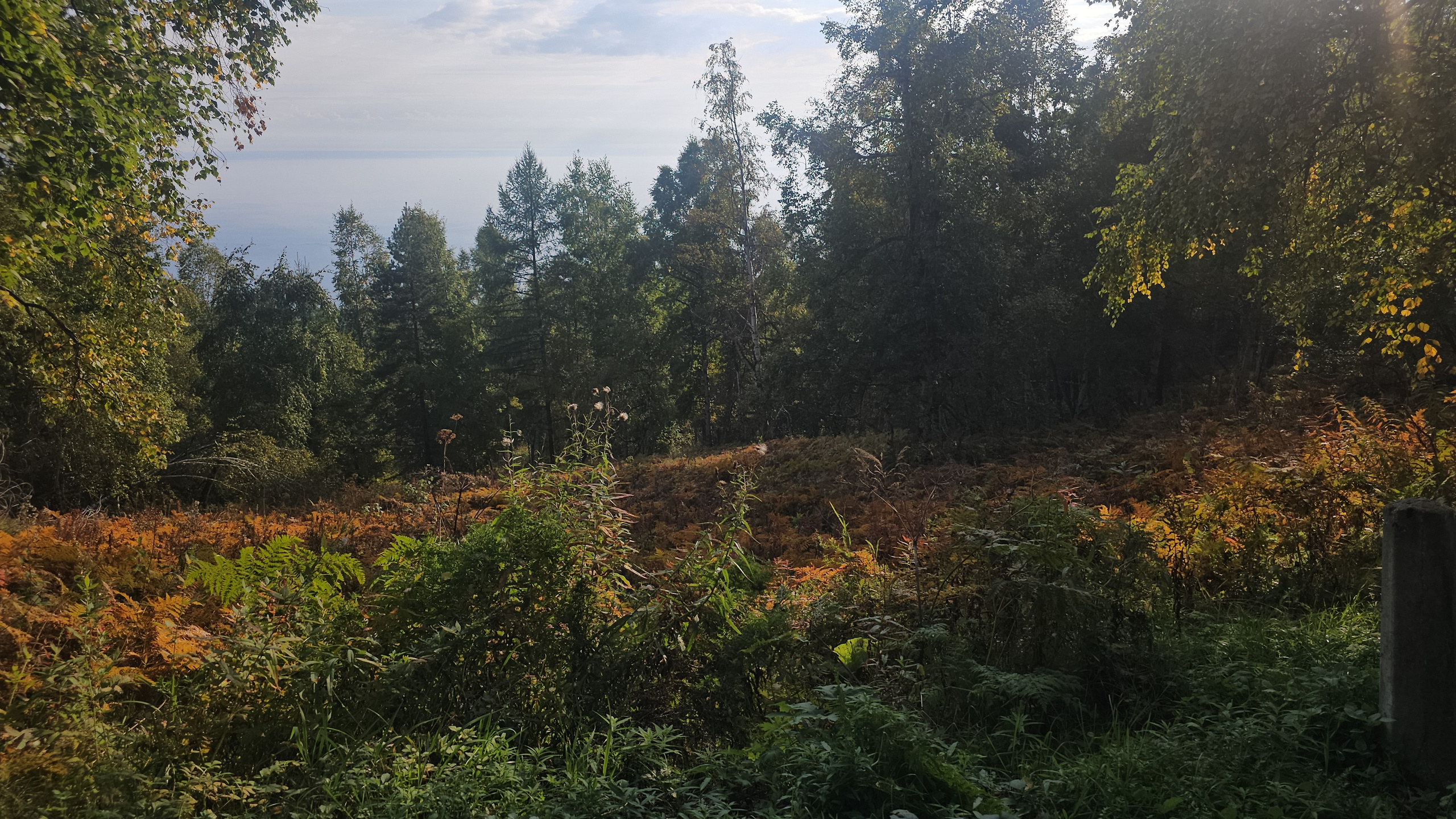 Осенняя листва папоротник Листвянка пик черского