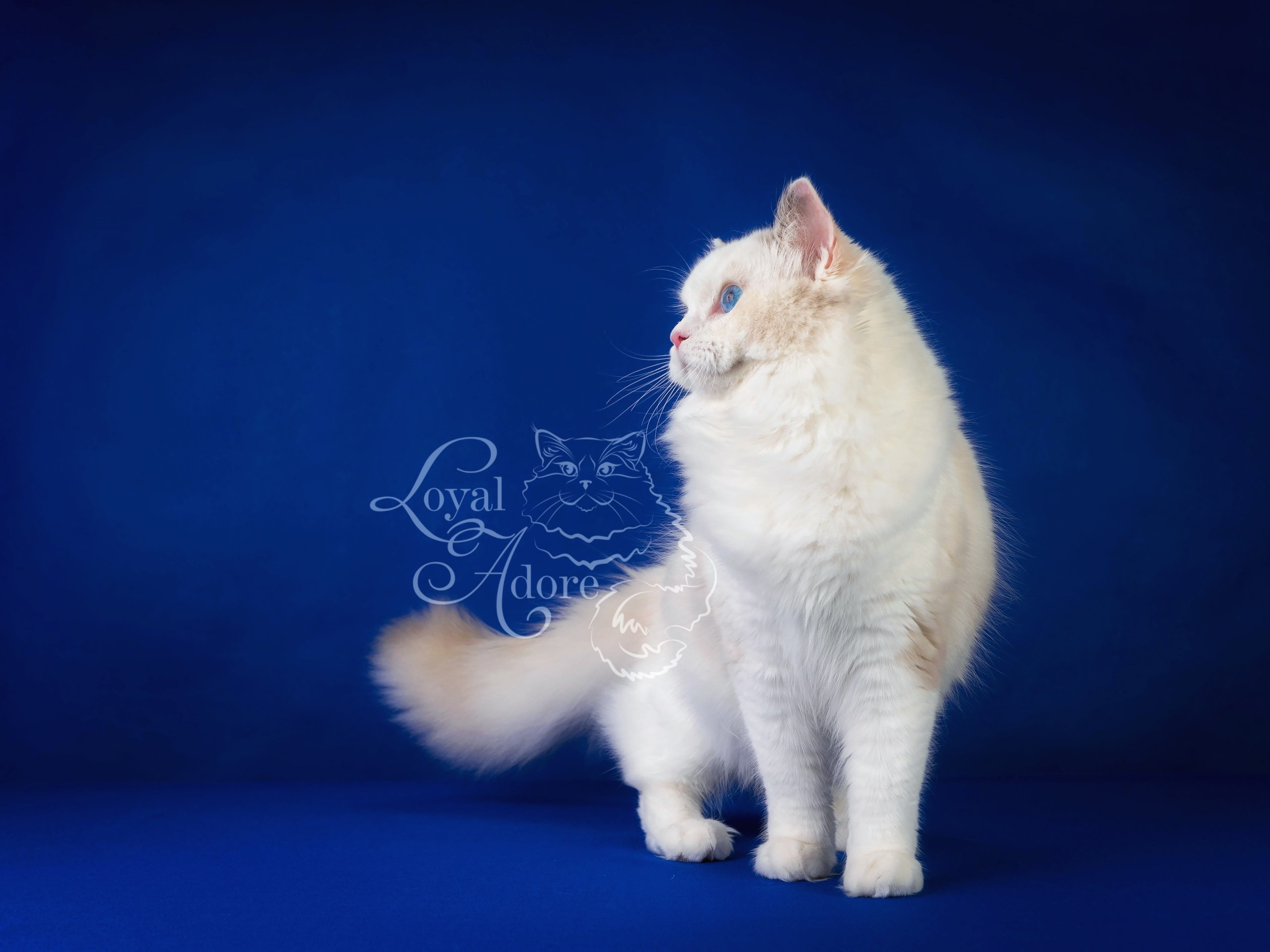 Кошки производители Loyal Adore. Питомник рэгдолл Loyal Adore