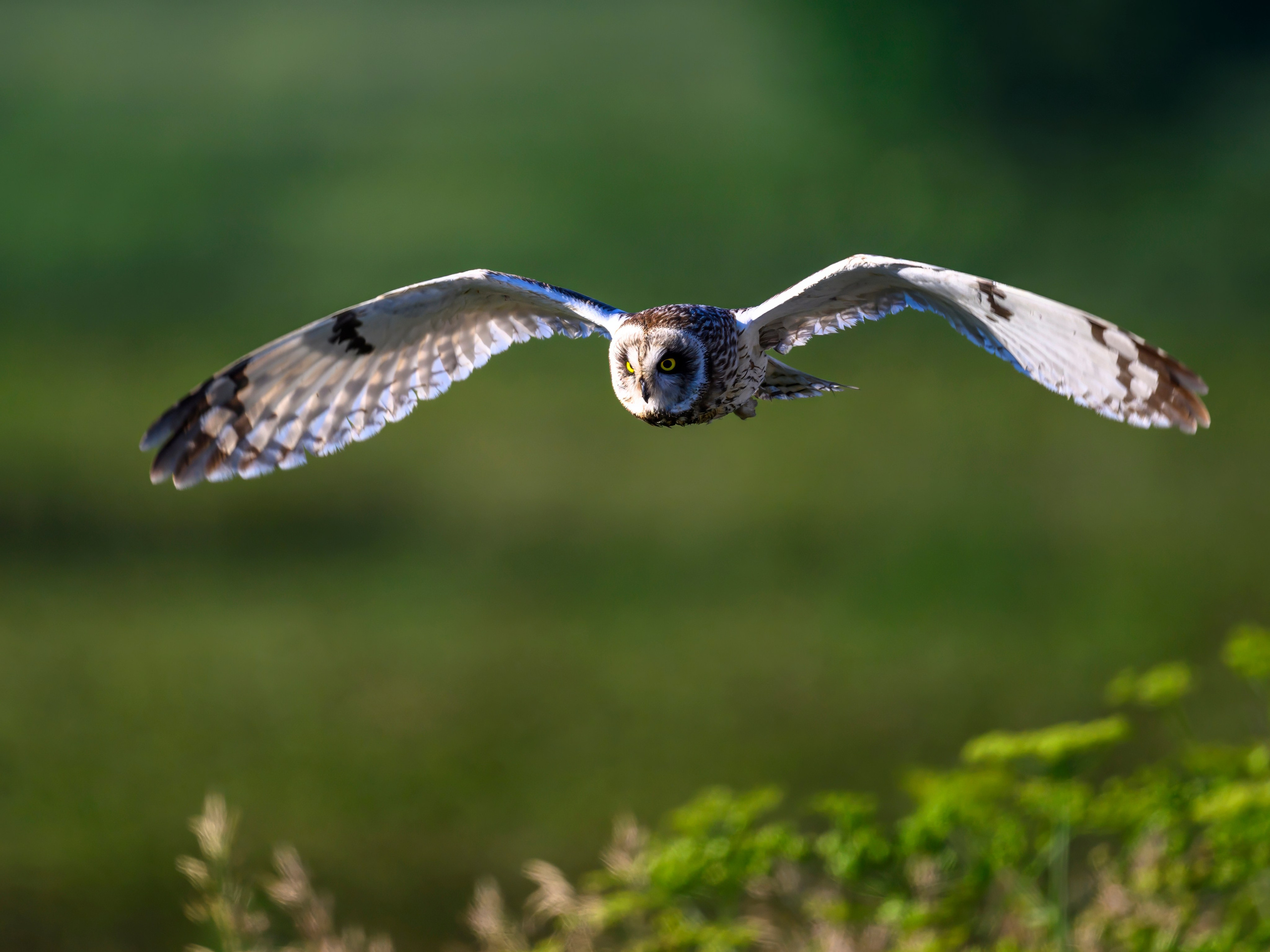 Охота совы. Фотограф Сергей Пупонин