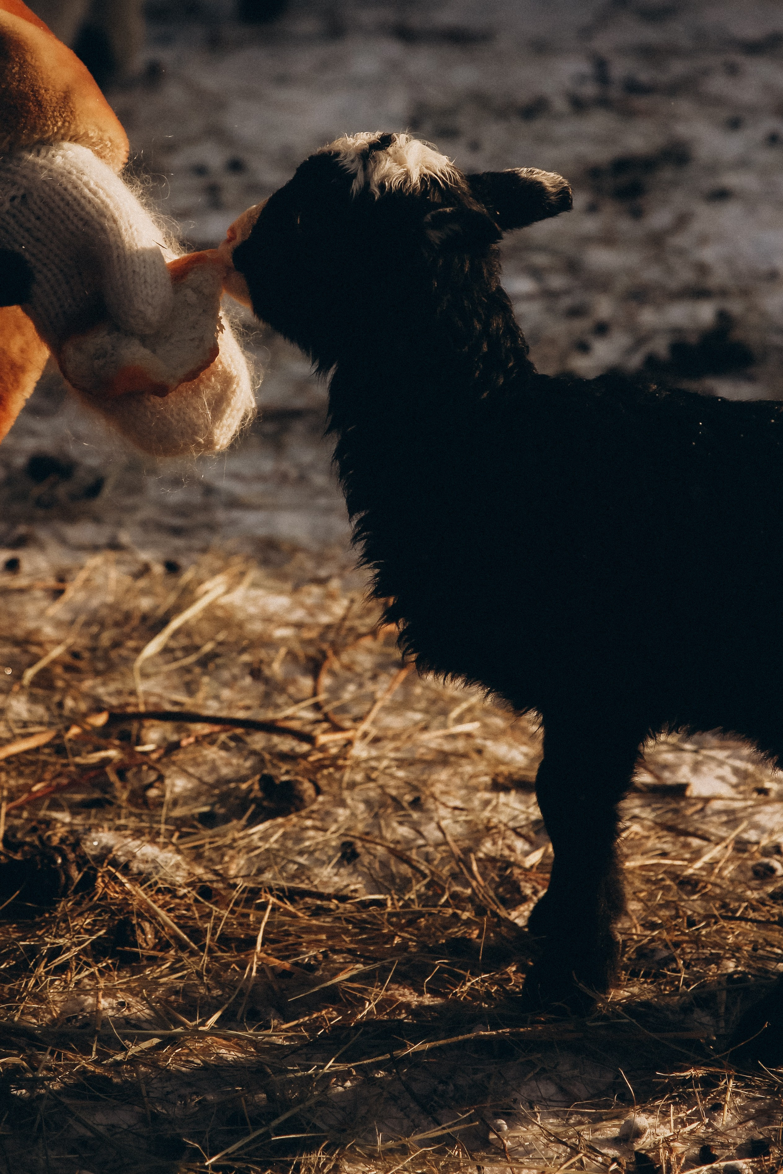 Дарья, в гостях у бабушки. Свадебный и семейный фотограф в городе Пенза, Саранск, Ковылкино