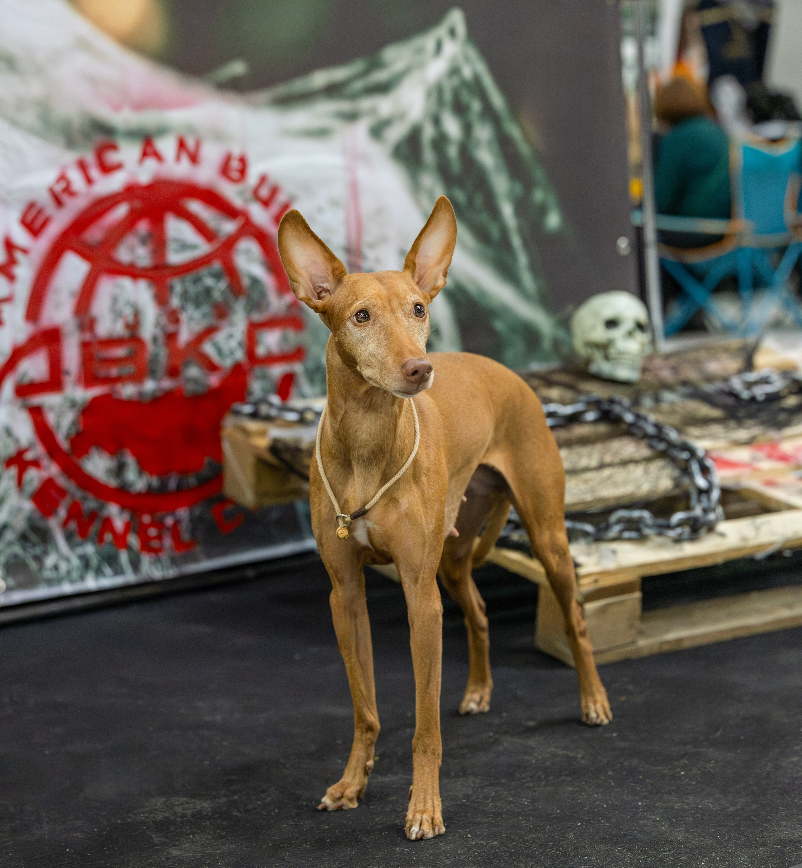 АВКС. Виктория Михайловская. Фотограф-анималист. Москва