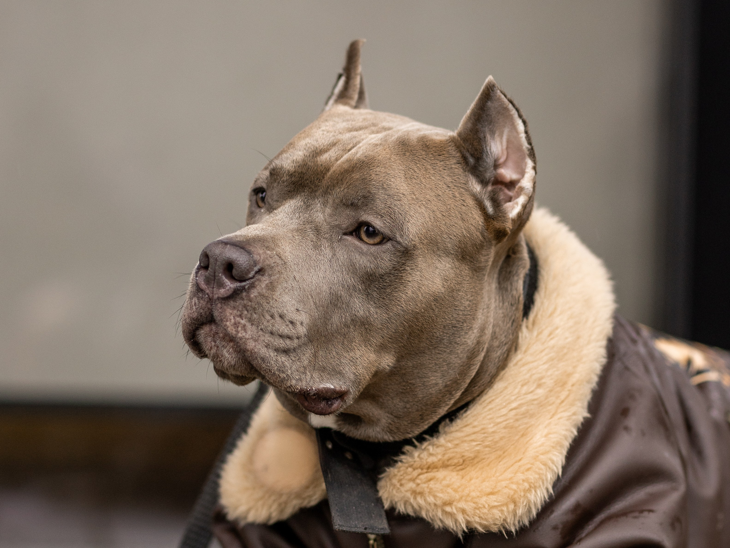 Зевс и Мария. Фотограф-анималист в Москве Кириллова Татьяна