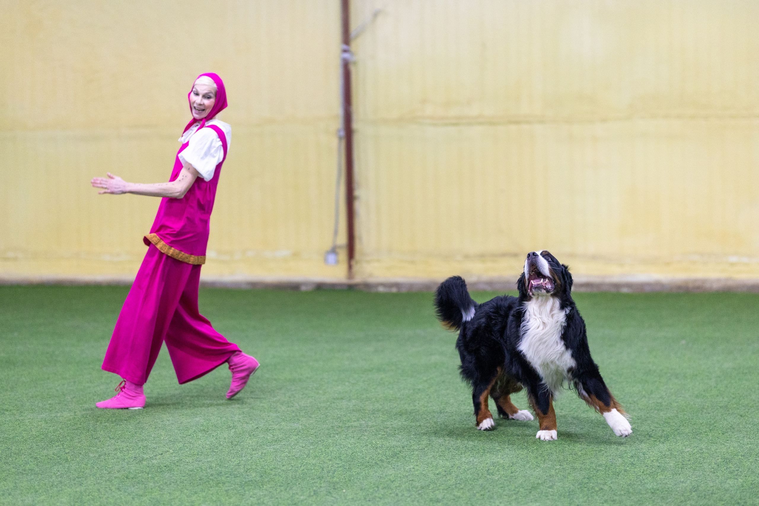 Соревнования танцы. Фотограф-анималист в Москве Кириллова Татьяна