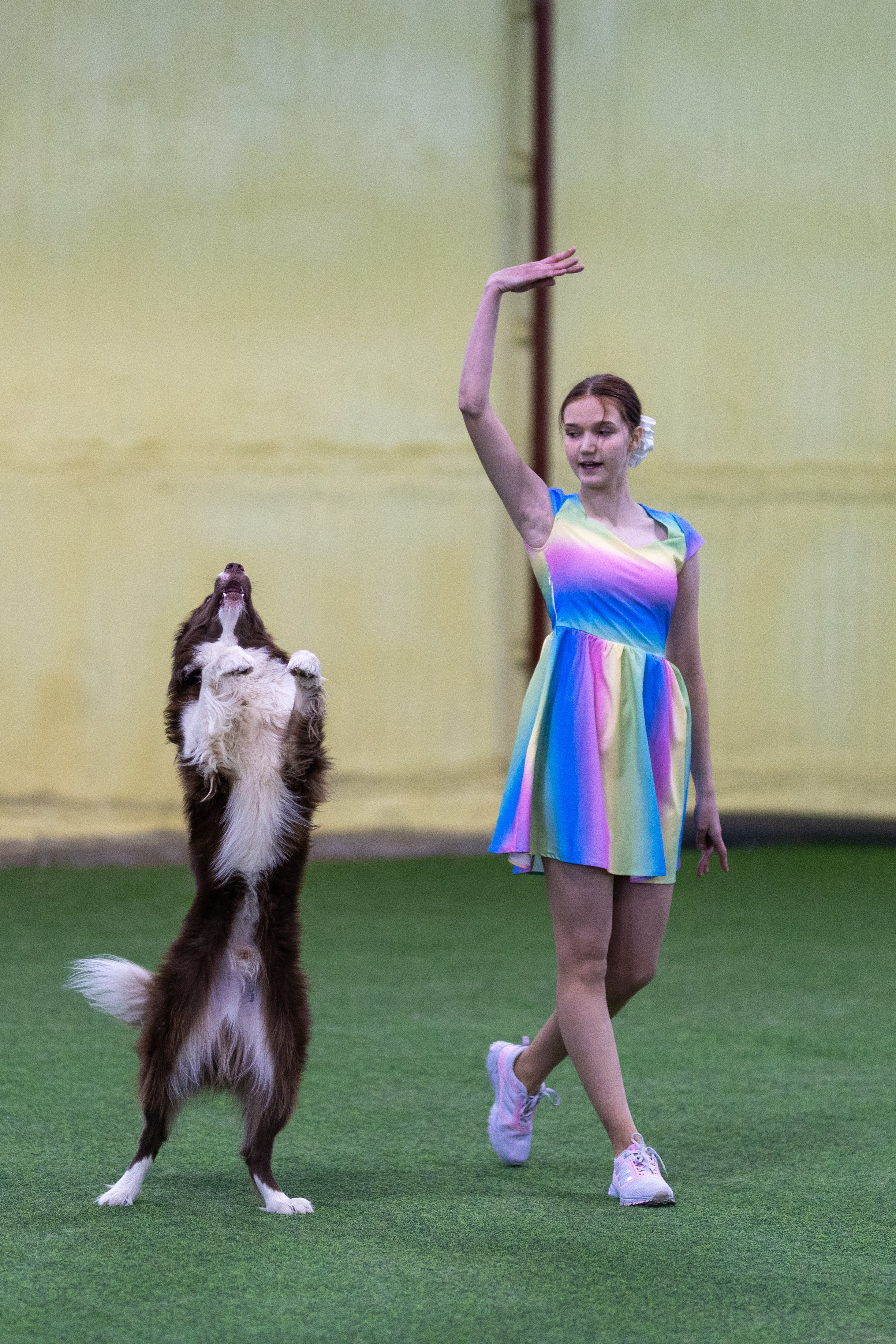 Соревнования танцы. Фотограф-анималист в Москве Кириллова Татьяна