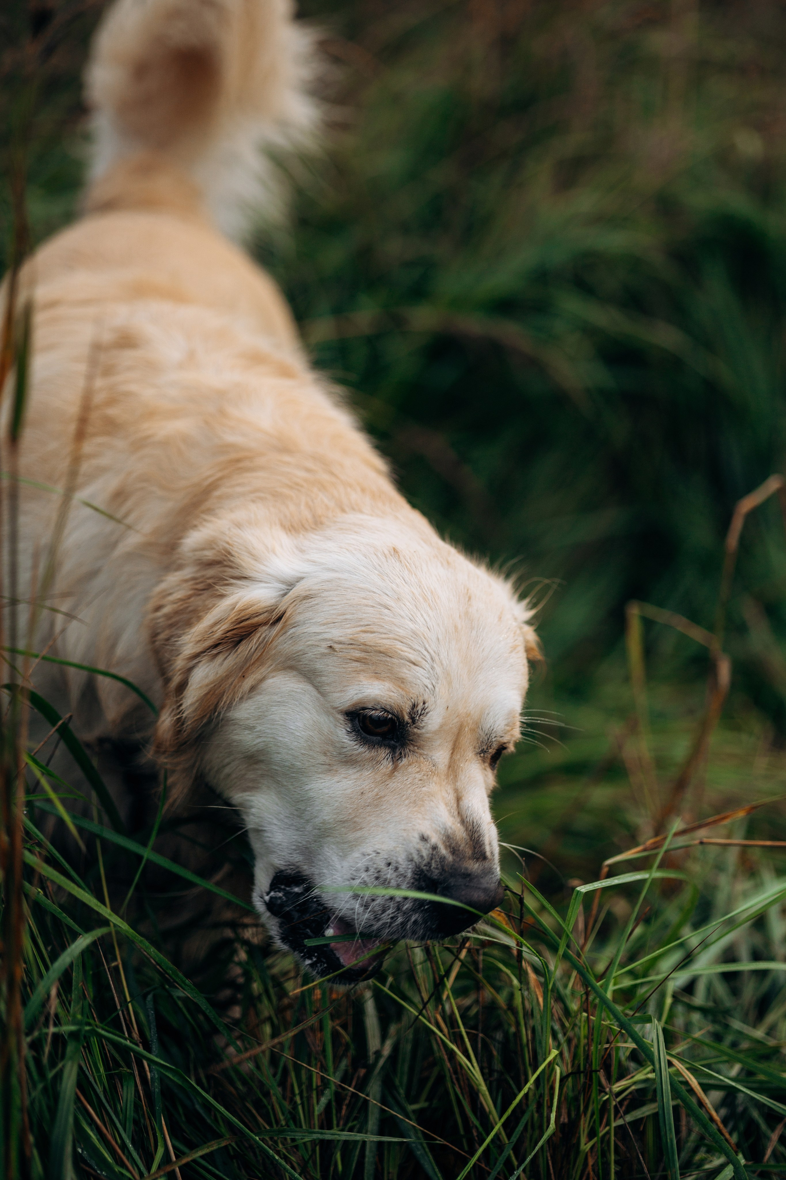 Лёва и его семья. Фотограф — Анималист | Санкт-Петербург