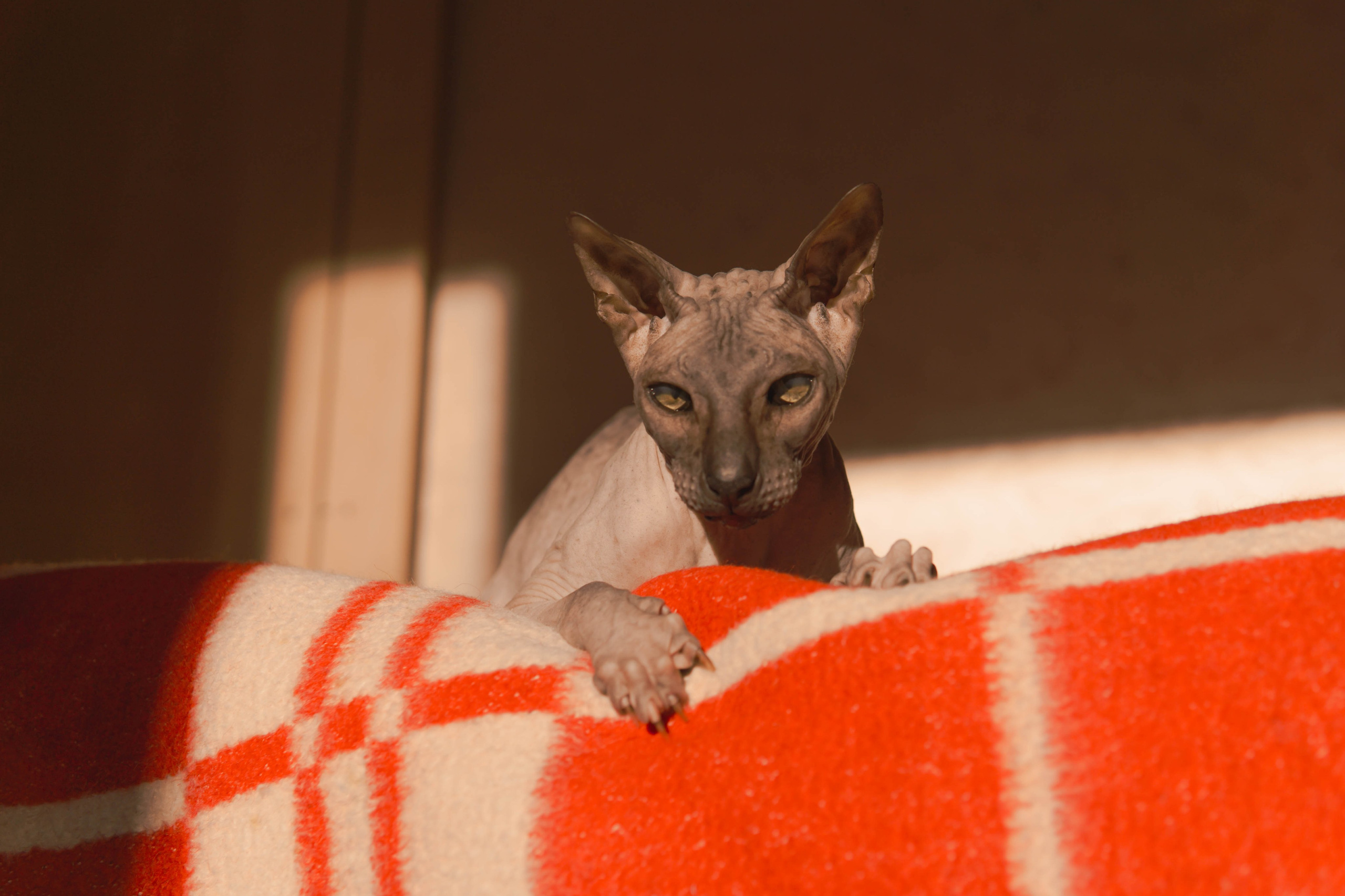 Бандит. Фотограф-анималист Ксения Воробьева, Москва