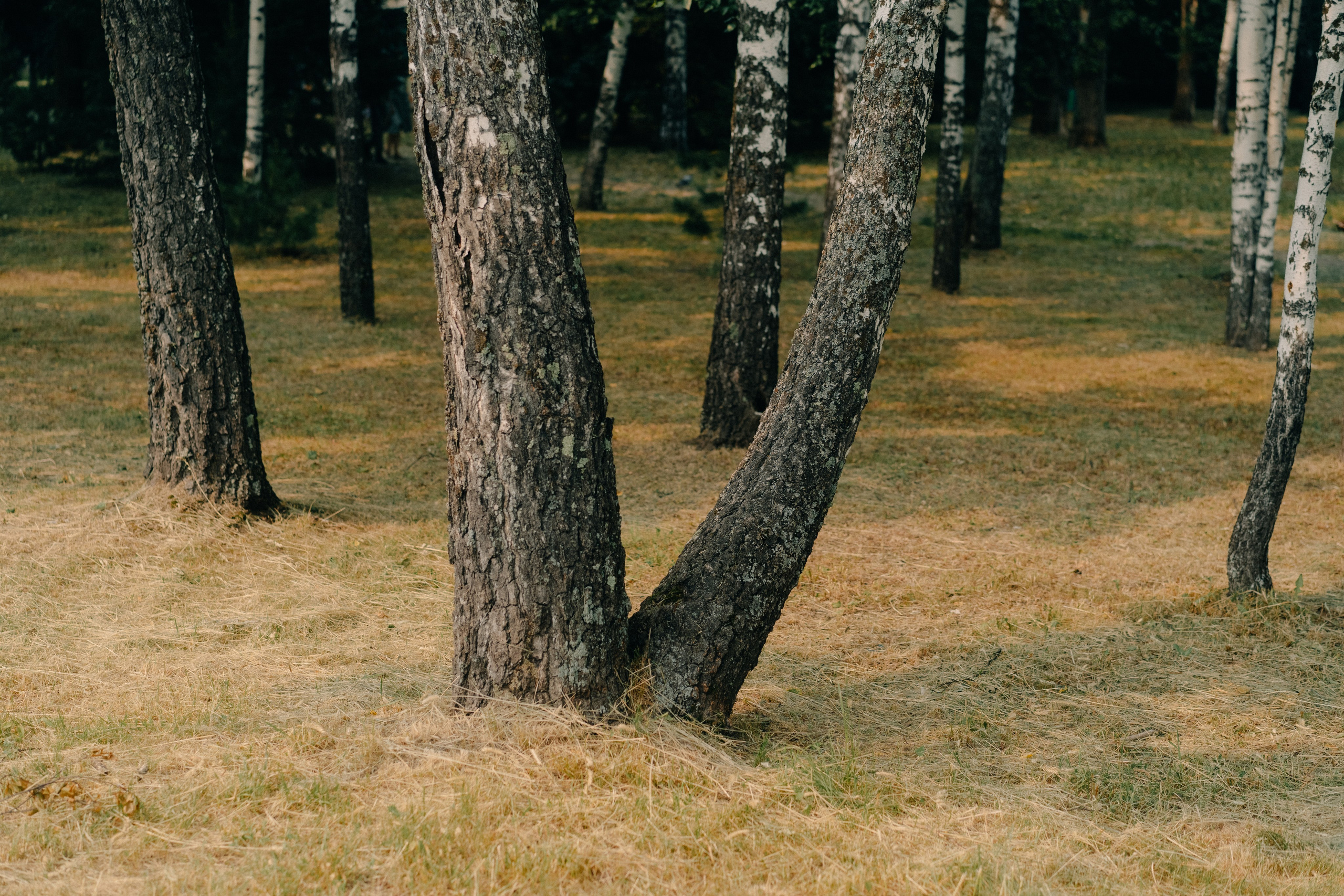 Лагерный сад, Томск. Veronika Popadeikina Photographer