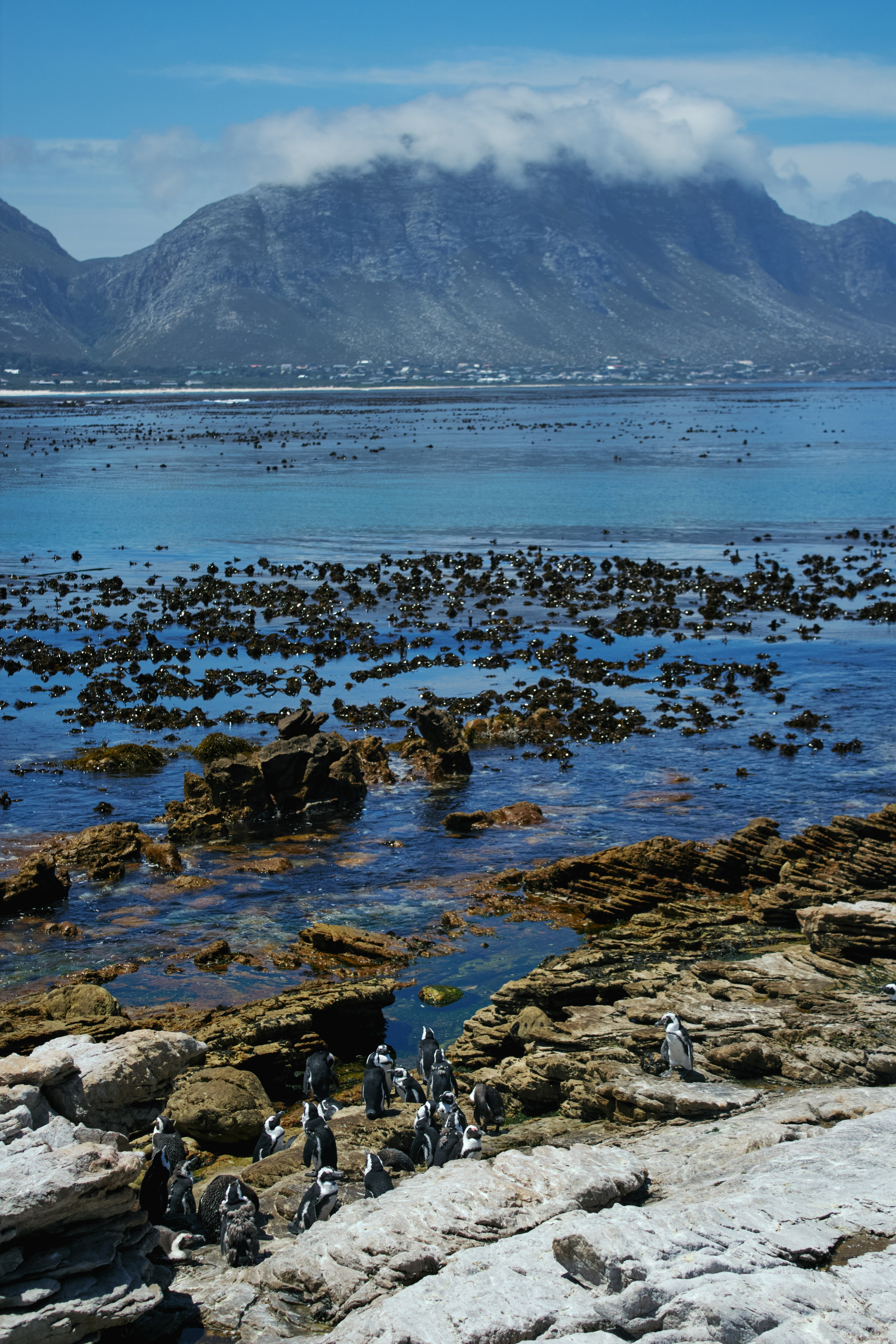 ЮАР. Профессиональный Фотограф во Владимире, в Москве и в Суздале — Полина Романычева