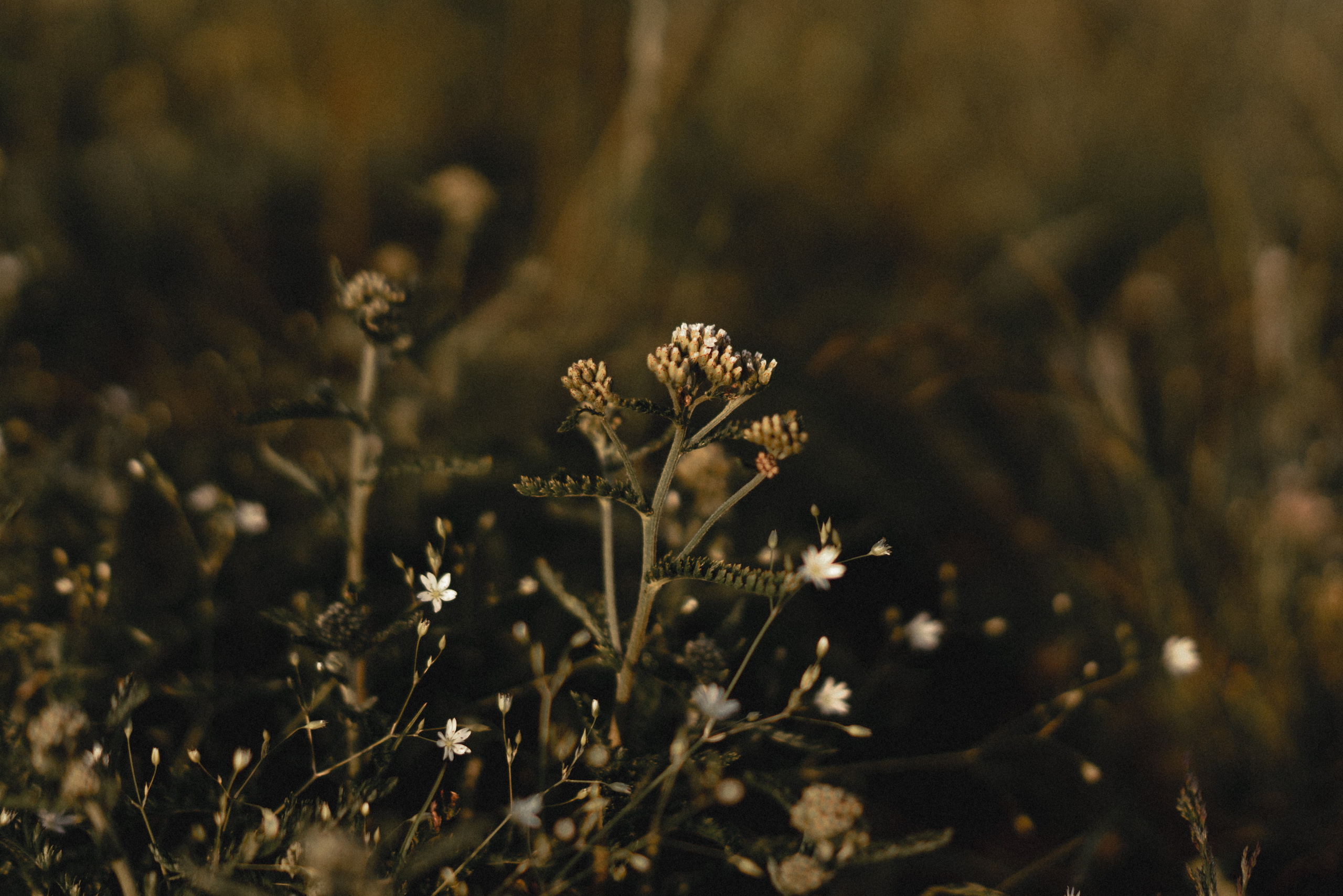 Семья. Фотограф Анна Кобазева, Москва