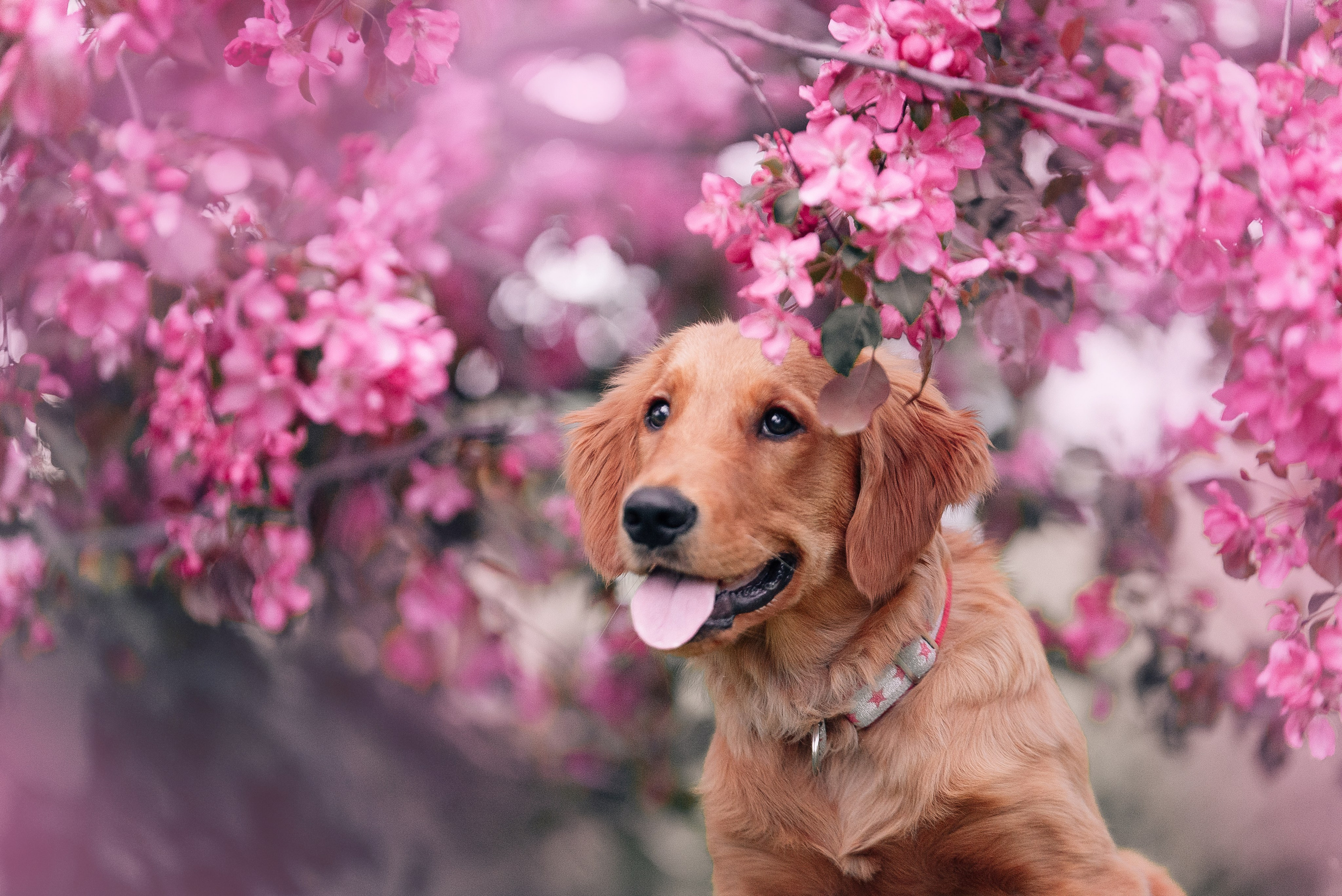 Питомец в кадре. Фотограф-анималист Анастасия Парфенова|Екатеринбург