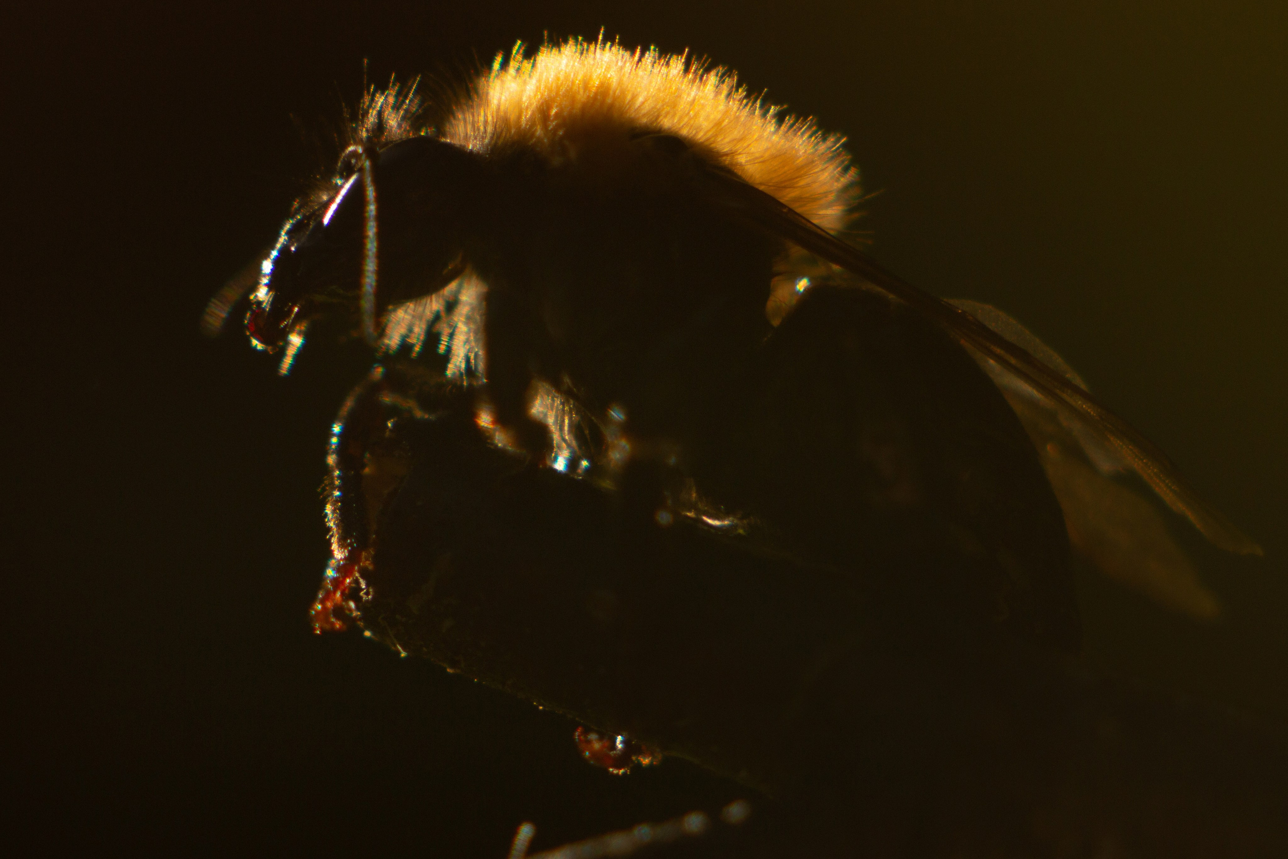 Макро. Фотограф Лагутин Анатолий
