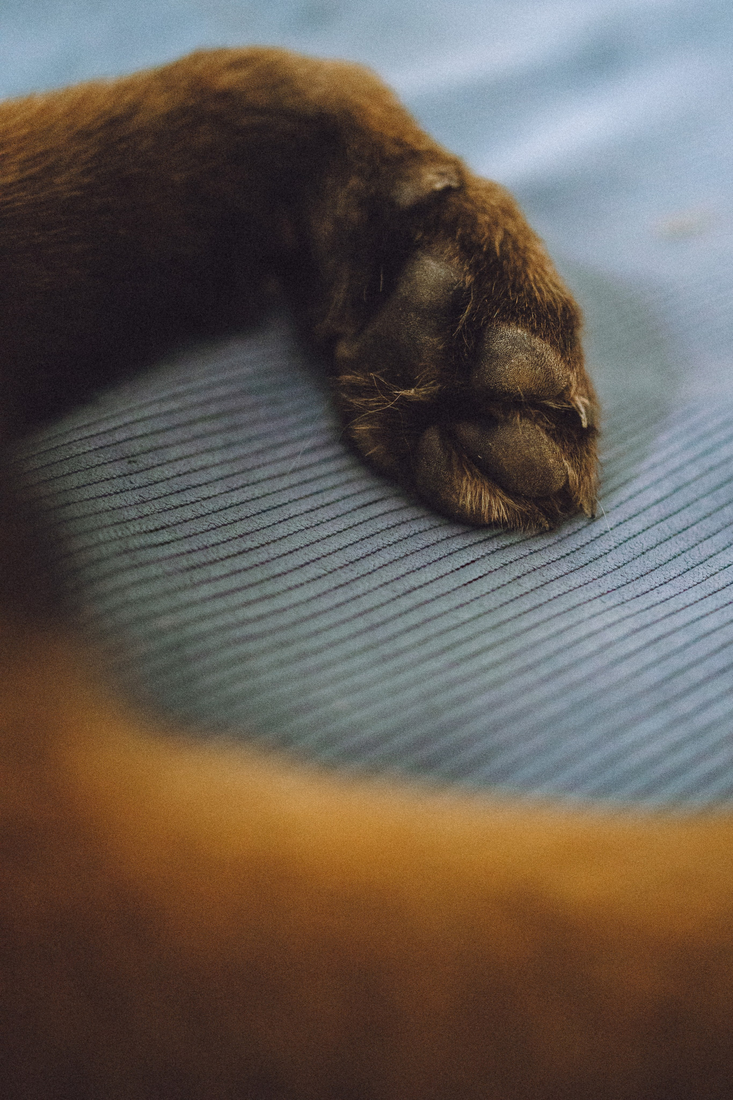 Ира, Андрей, Бэлла и Панда