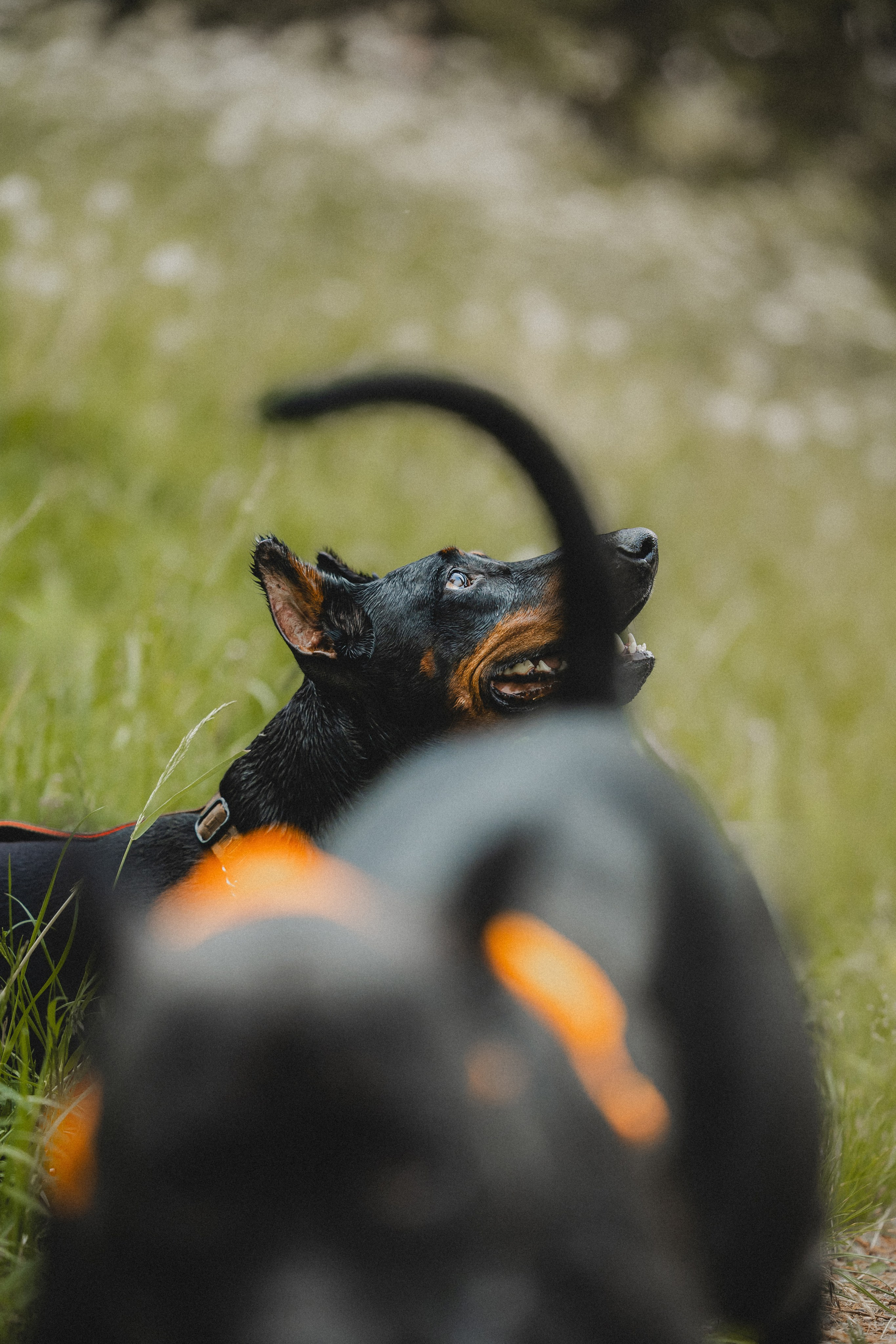 Паша, Хайди и Тея