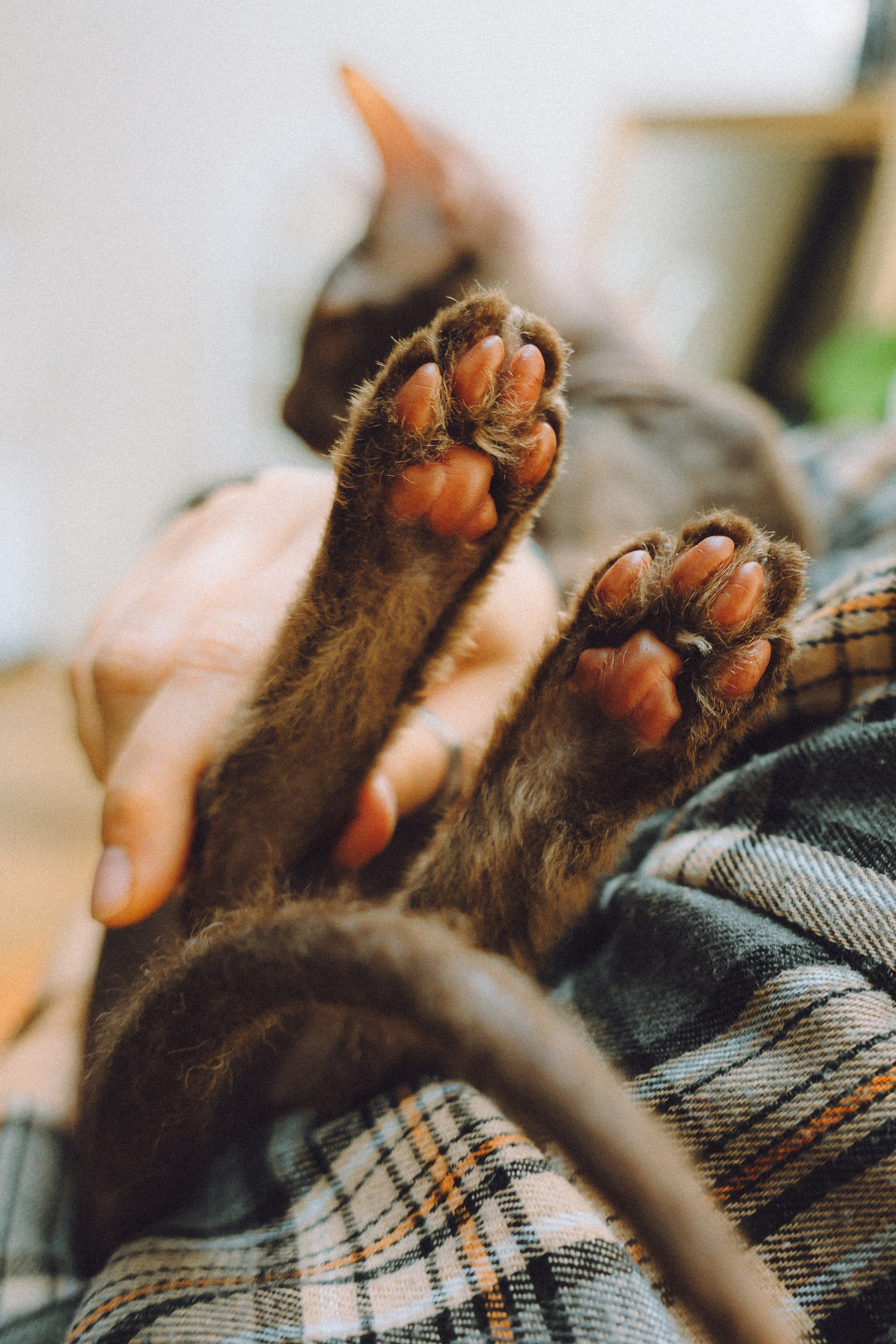 Кокос, Света, Динара и Вилли