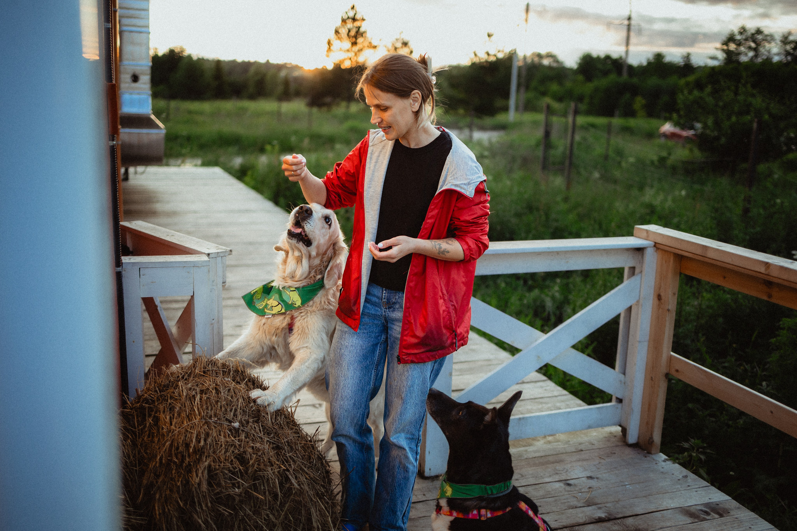 Выездной дог-тренинг от школы «Шерсть имею»