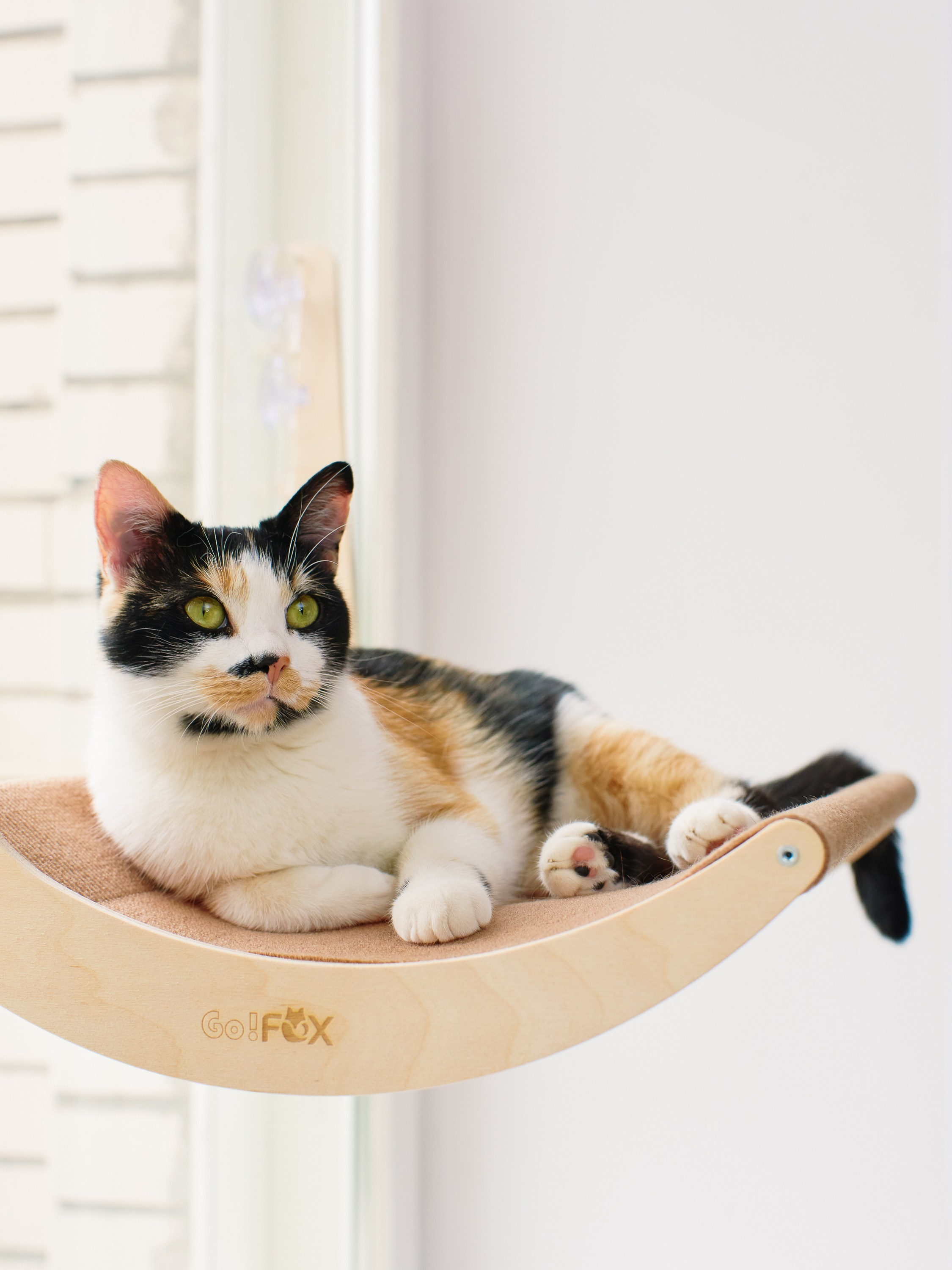 Товары для животных. Предметный фотограф, инфографика и видео в Санкт-Петербурге