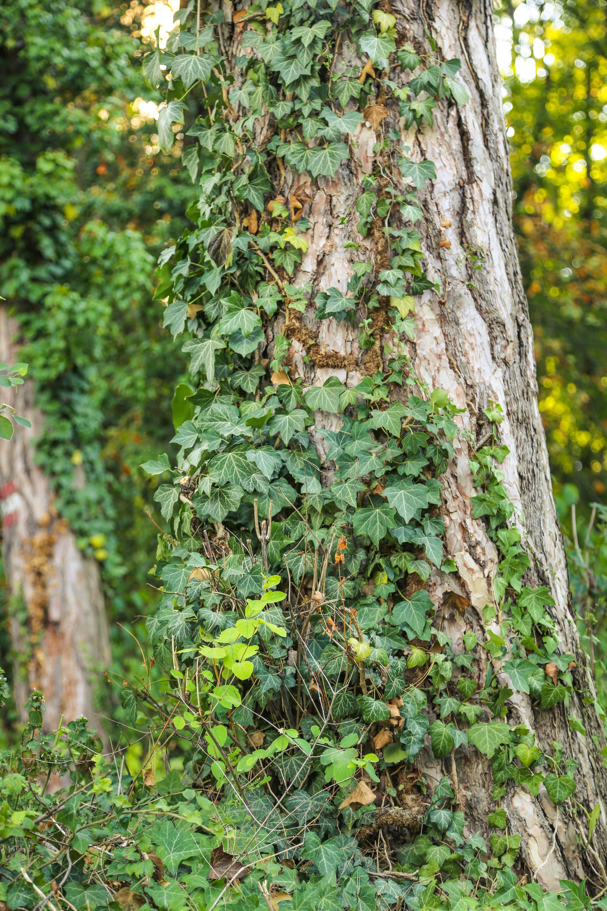 Австрия: Баден. Дарья Письменюк / Darya Leitstern — фотограф, музыкант, журналист, путешественник