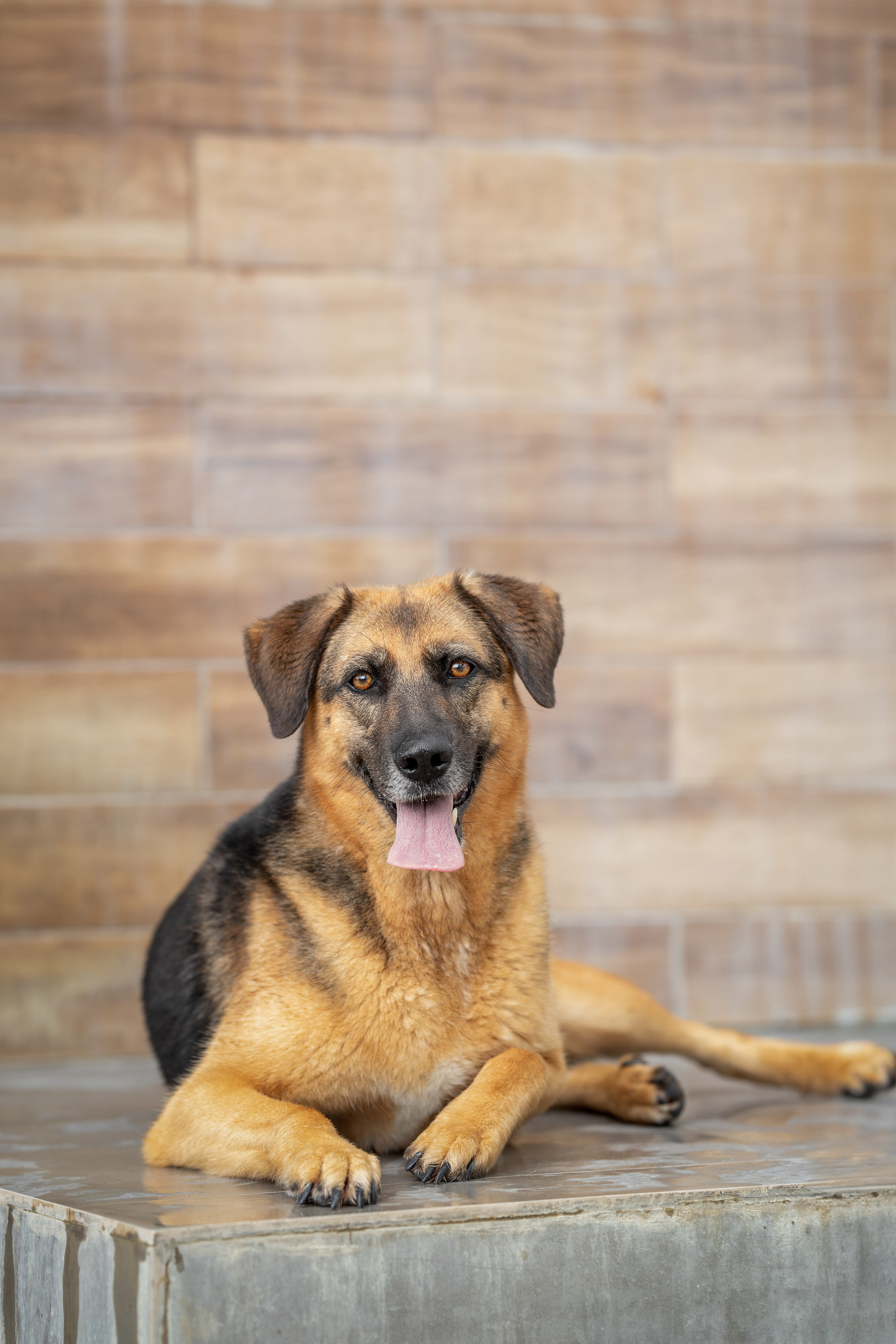 Мини-приют «Возрождение». Ирина Голомб|Фотограф-анималист в  Сочи и Калининграде