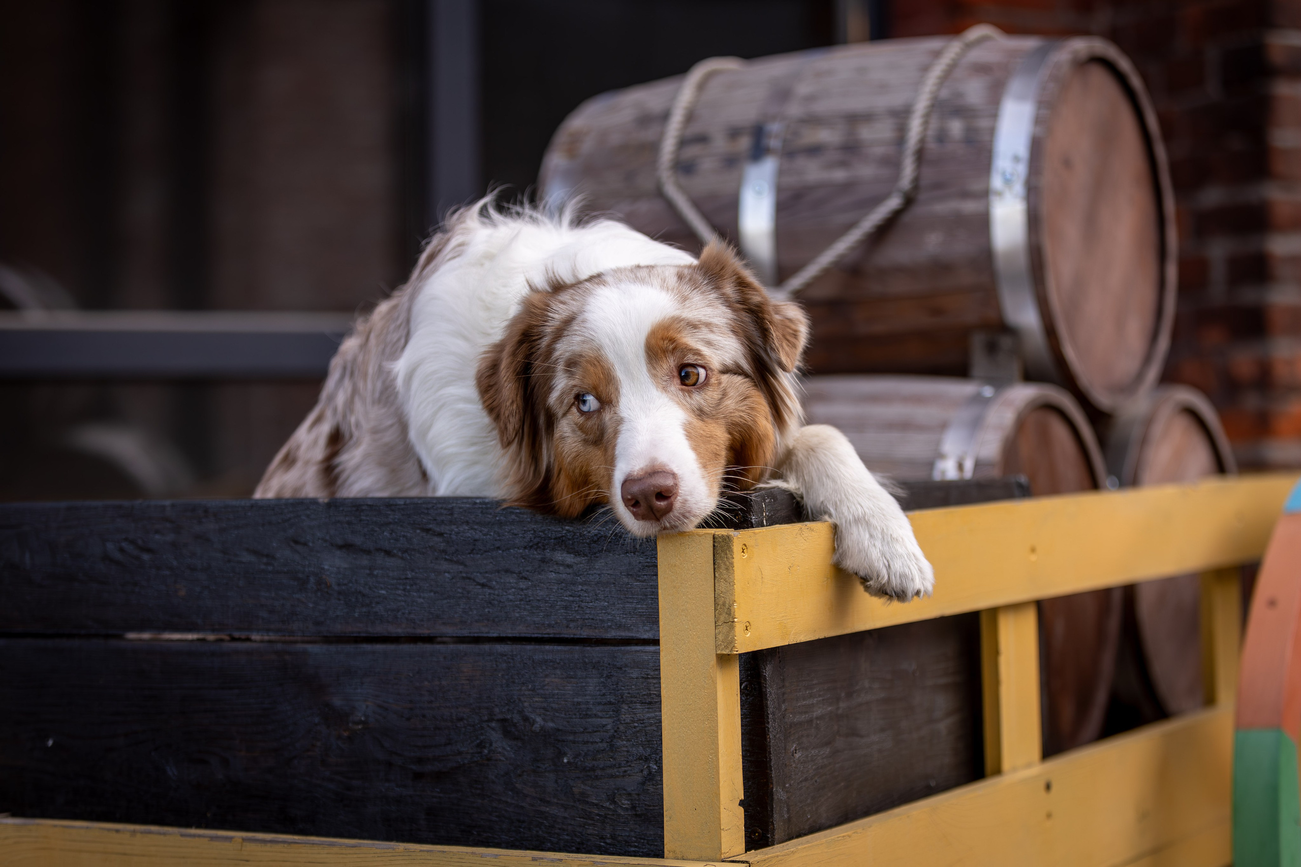 Полли, Австралийская Овчарка. Ирина Голомб|Фотограф-анималист в  Сочи и Калининграде