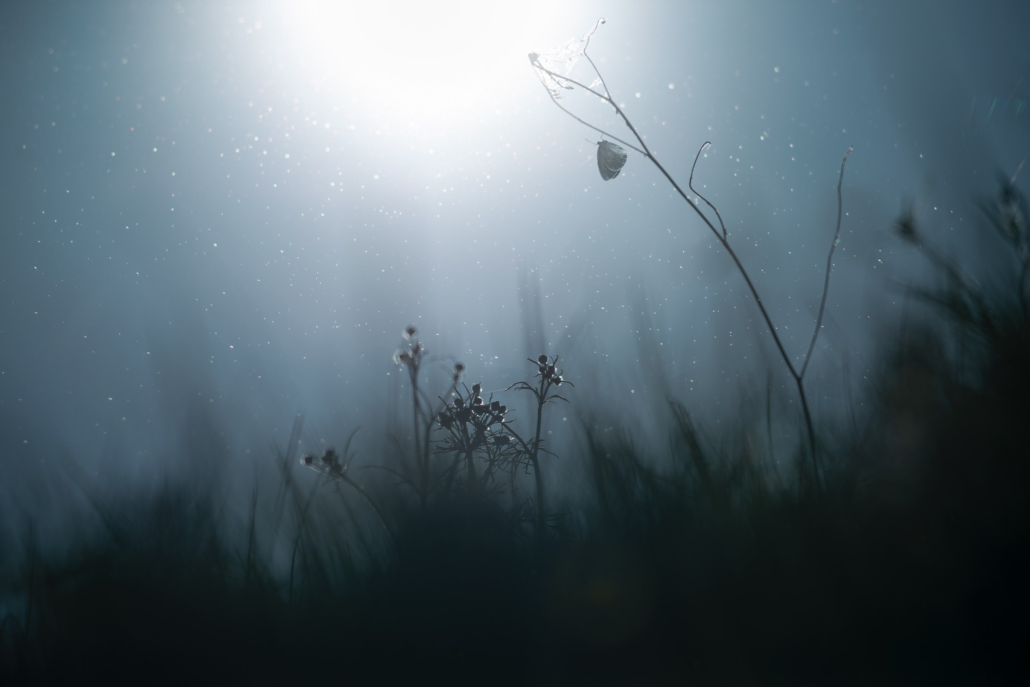 Volkovart.ru macro photography flowers. Volkovart.online nature photography