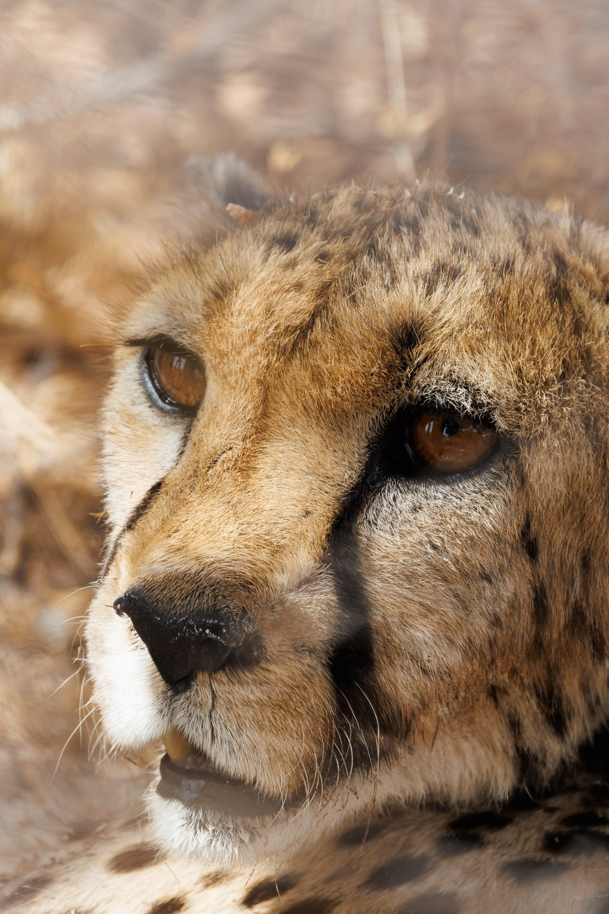 НАМИБИЯ. Роадтрип