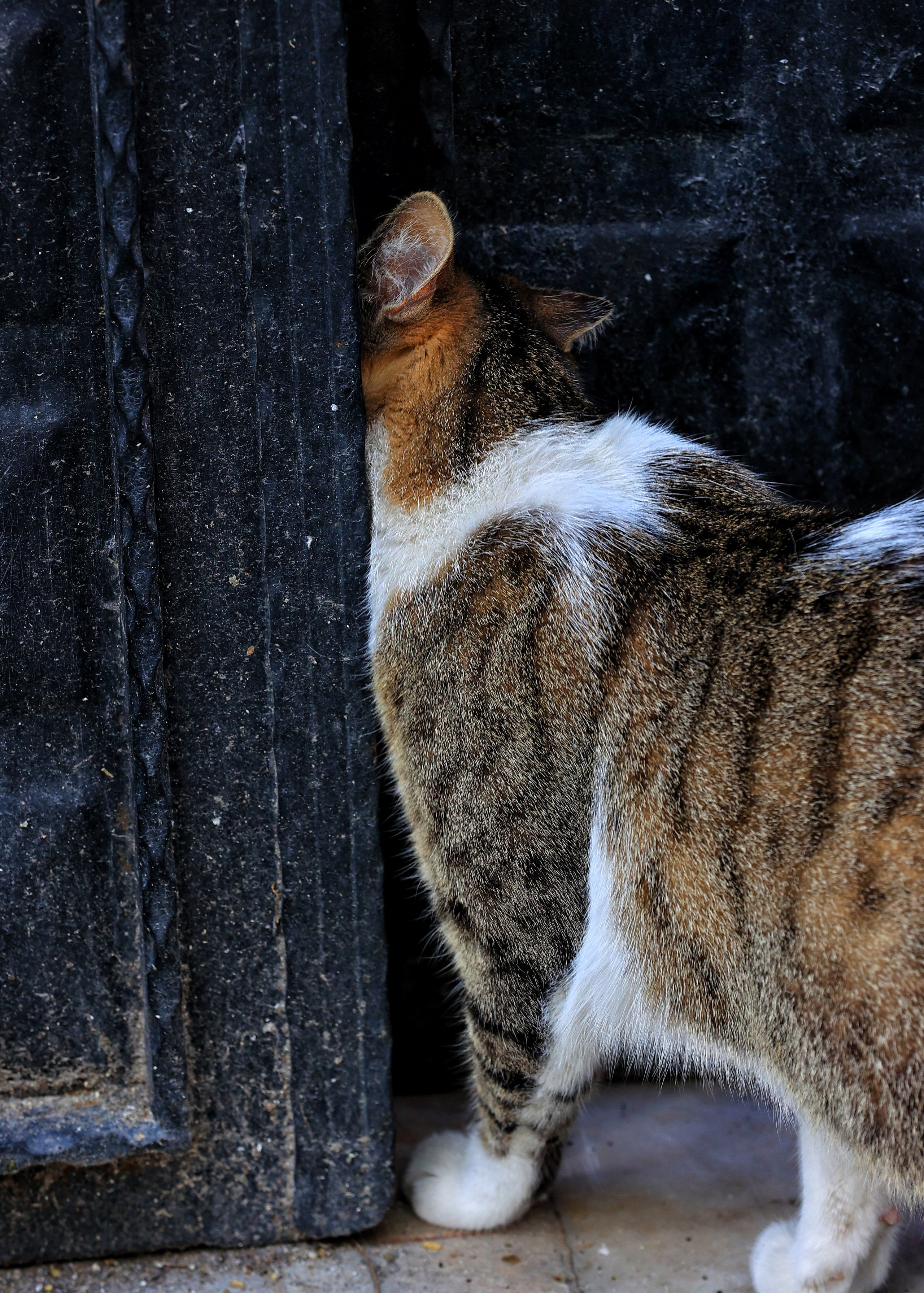 2025 год. Тащилин Сергей. Фотографии. Жизнь. Хобби