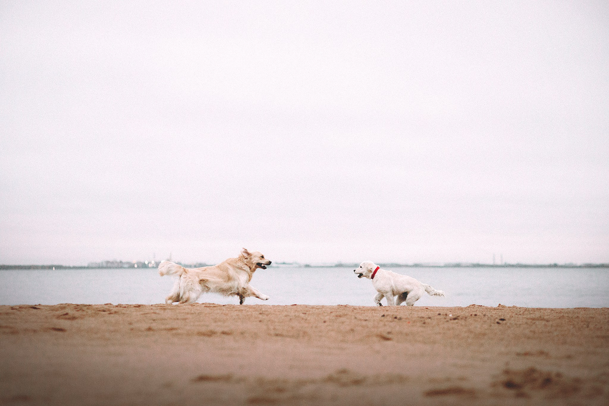 Барли, Фортис. Фотограф-анималист • love-story • Санкт-Петербург