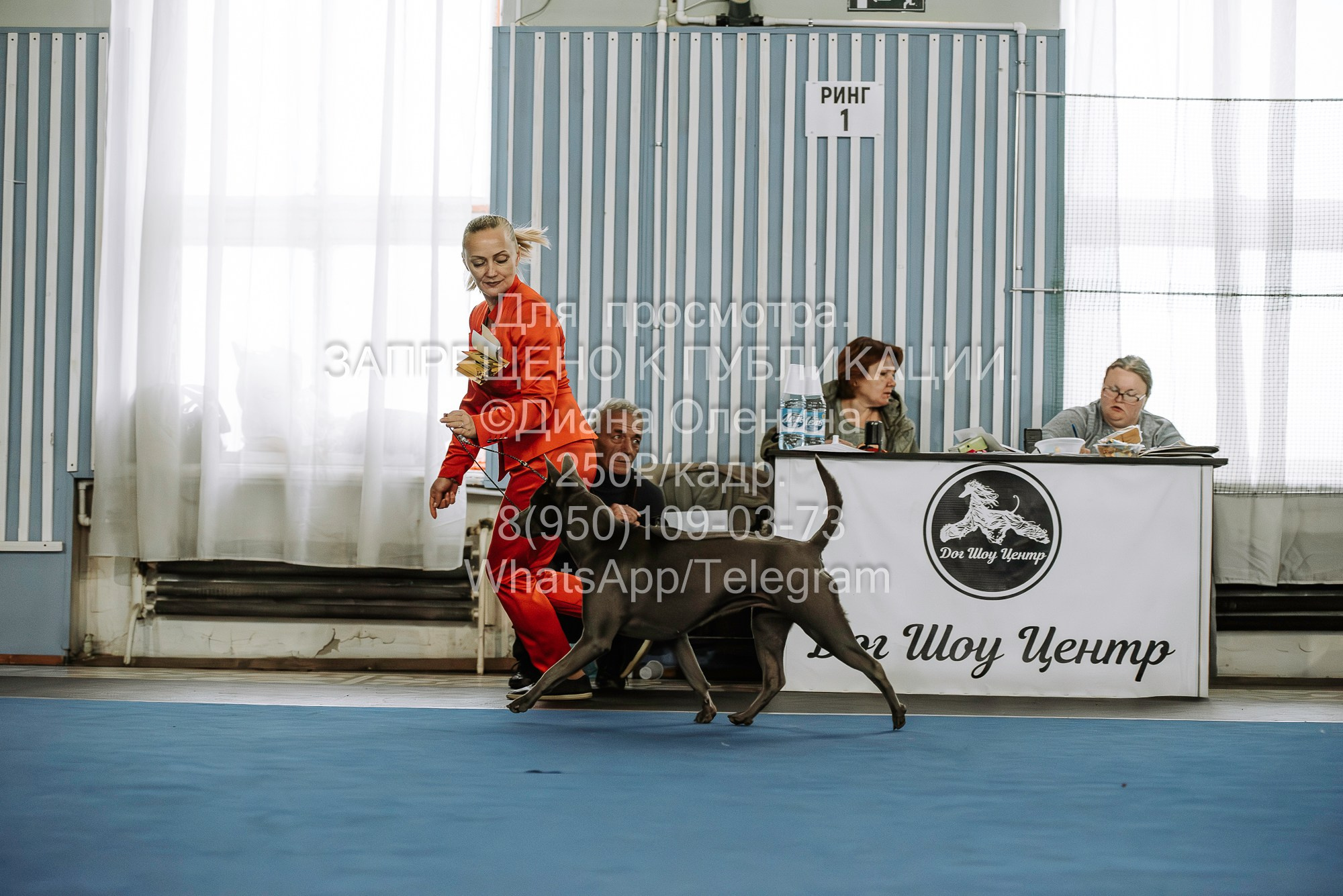 Выставка собак Красноярск 29.10.2023. Фотограф Диана Оленина Красноярск / Братск