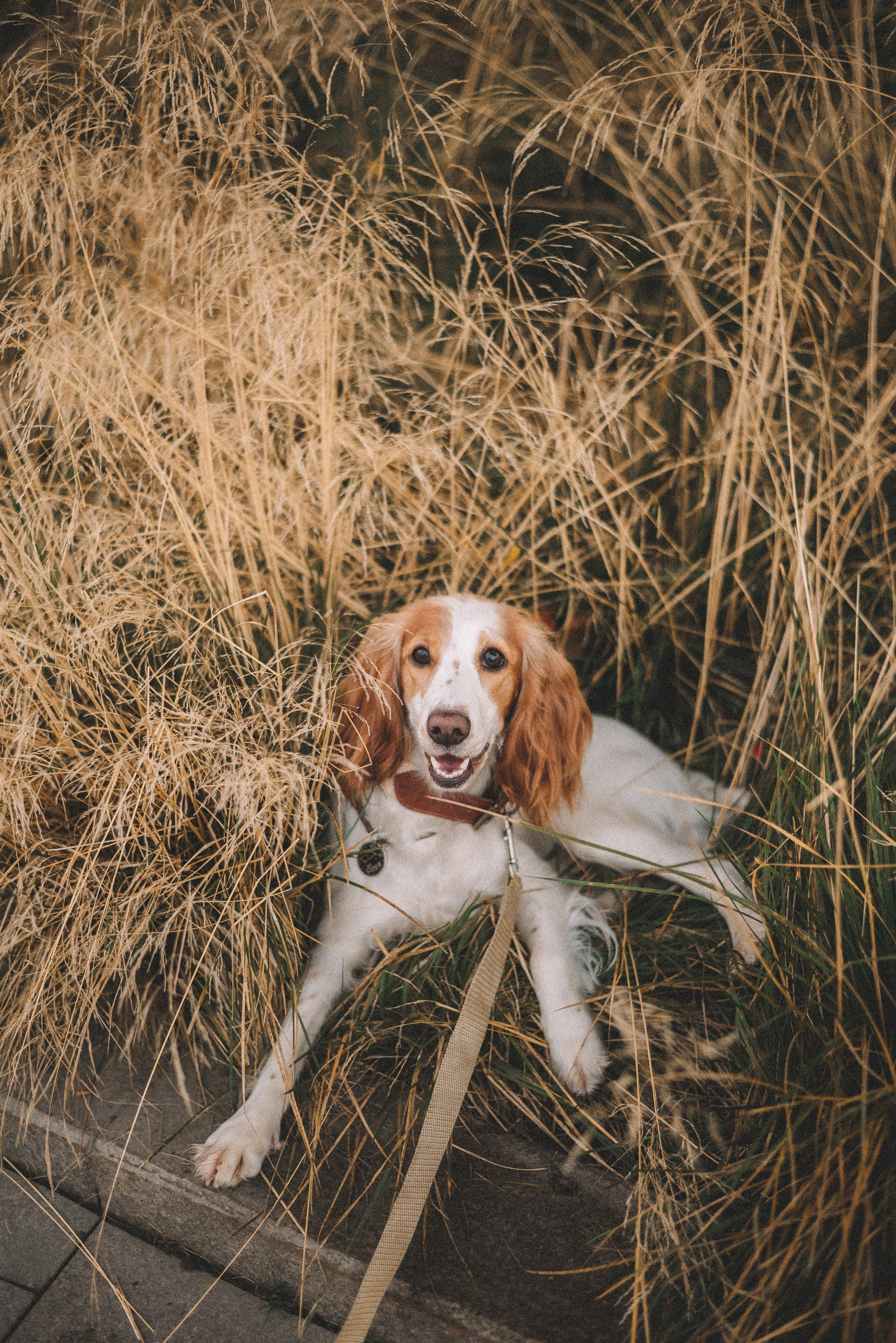 Маша и Вега. Фотограф-анималист Богданова Полина