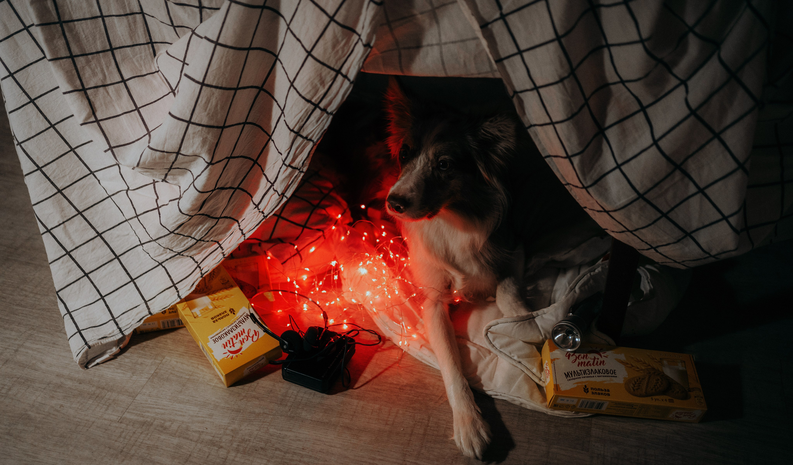 Аня и Дэймон. Фотограф-анималист Богданова Полина