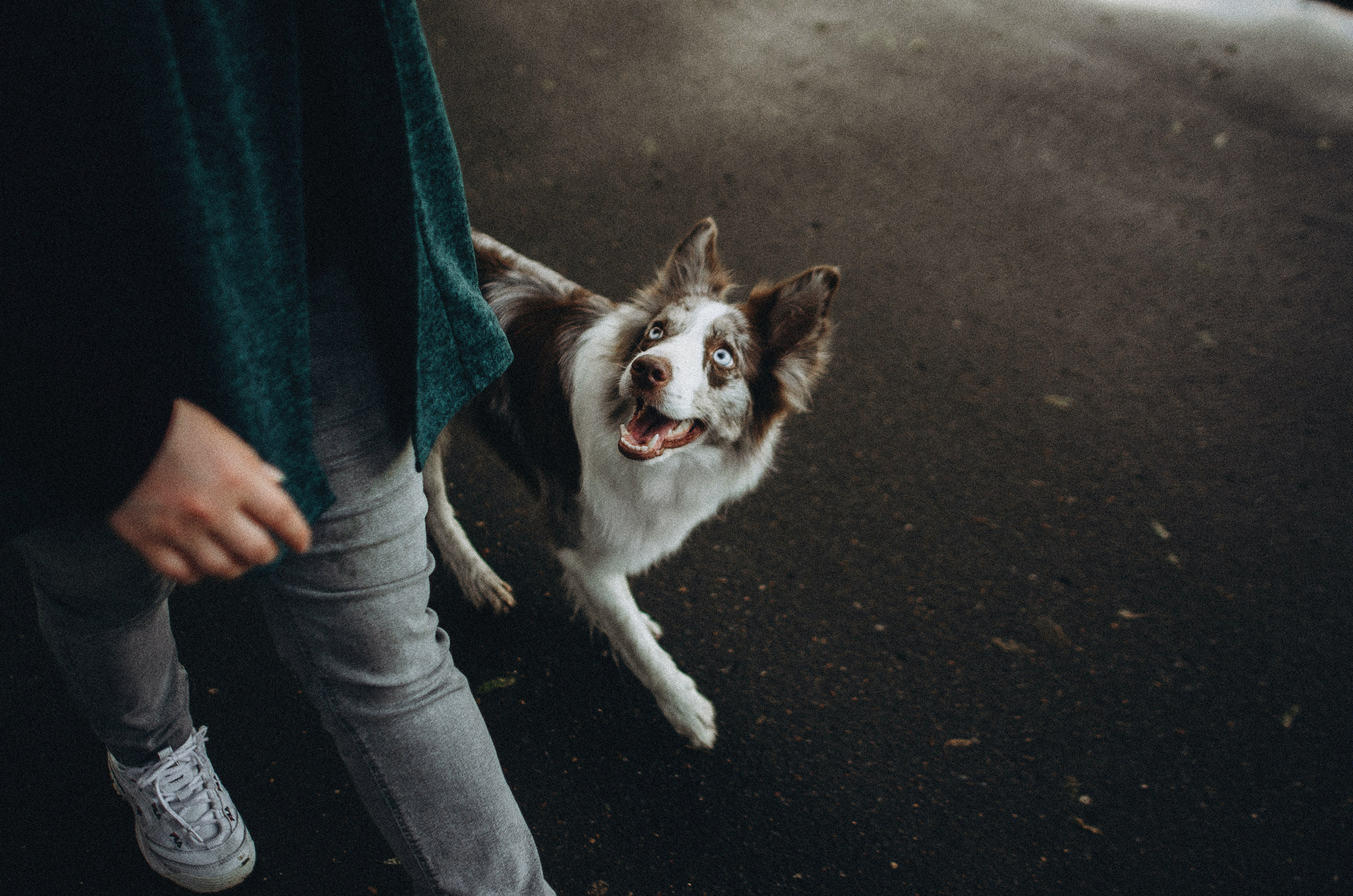 Алина и Бруна. Фотограф-анималист Богданова Полина