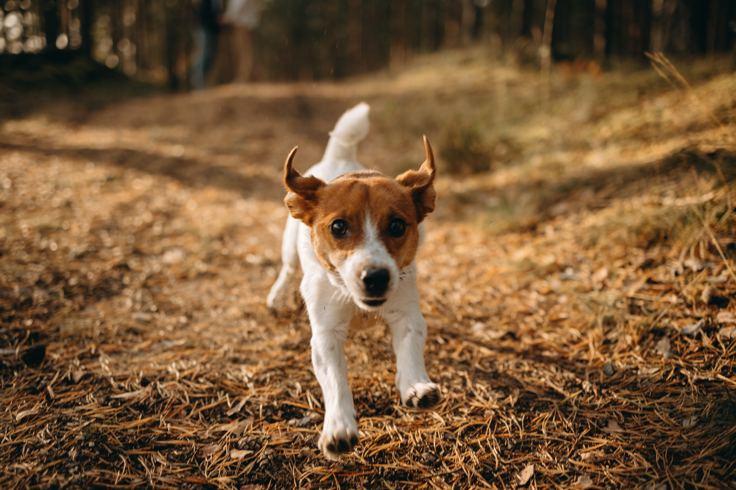 Лея и ее семья. Фотограф — Анималист | Санкт-Петербург