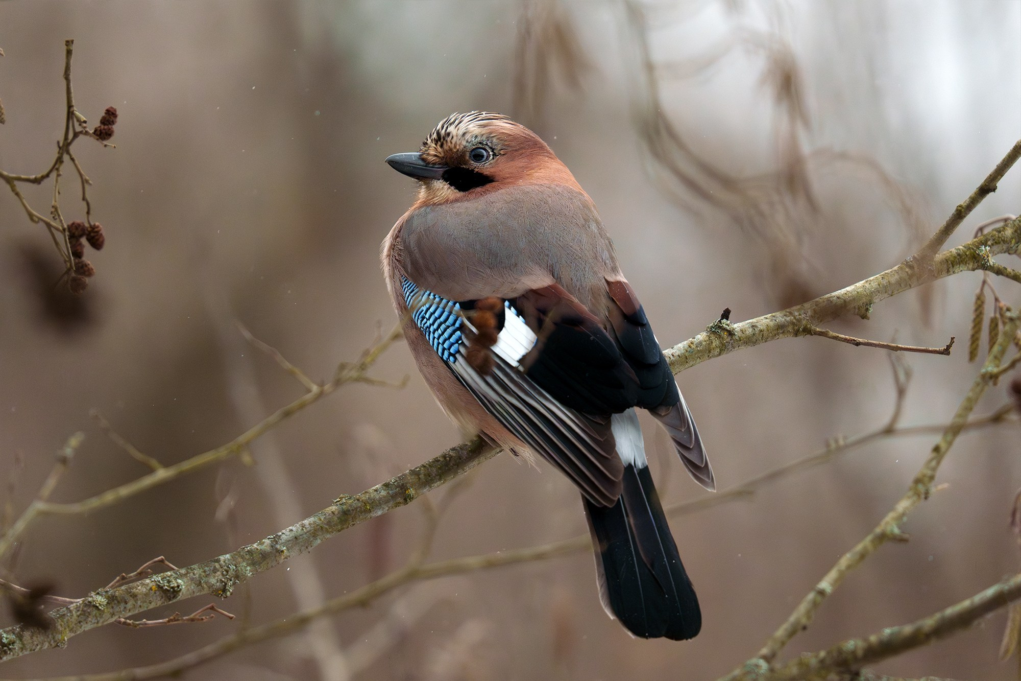 Удивительные мир птиц. Вокруг нас столько прекрасного — присмотритесь!. Ваш личный фотограф Марина Волкова